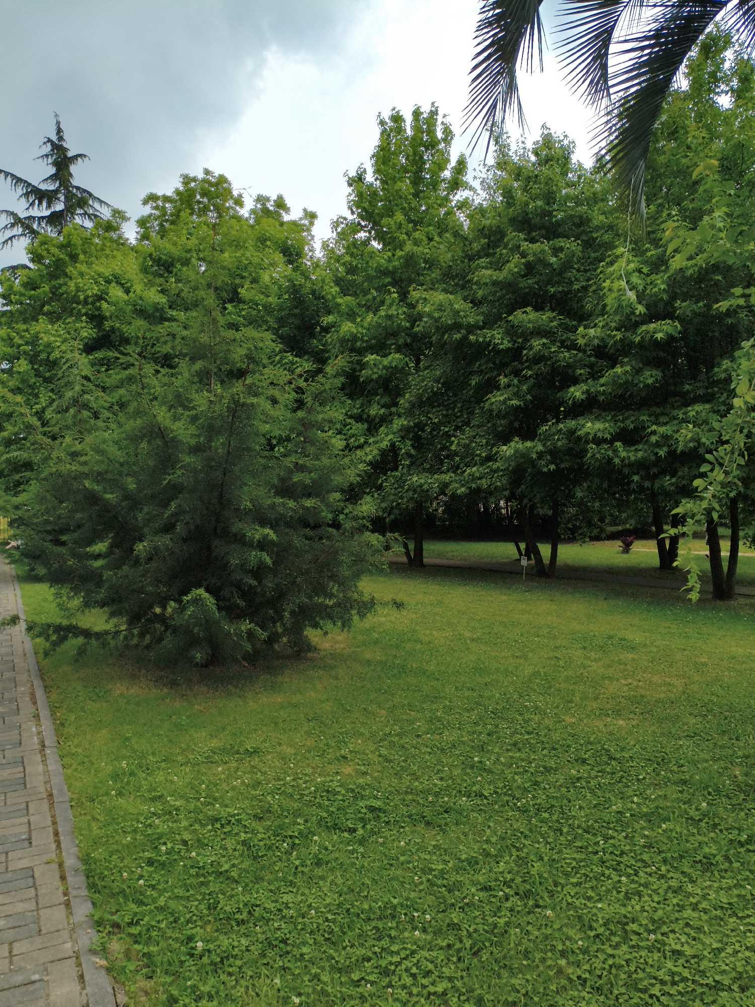 The image depicts a public park area with lush green grass and trees under a cloudy sky. A paved walkway runs along the left side of the frame, bordered by manicured grass. In the foreground, a dense, conical evergreen tree stands prominently. Behind it, a line of deciduous trees with full green foliage forms a backdrop. The overall scene suggests a well-maintained urban green space. No people are visible in the frame. The lighting indicates it is daytime, possibly overcast. This scene is consistent with park environments found in the city of Sochi, Russia, known for its extensive green spaces and temperate climate.