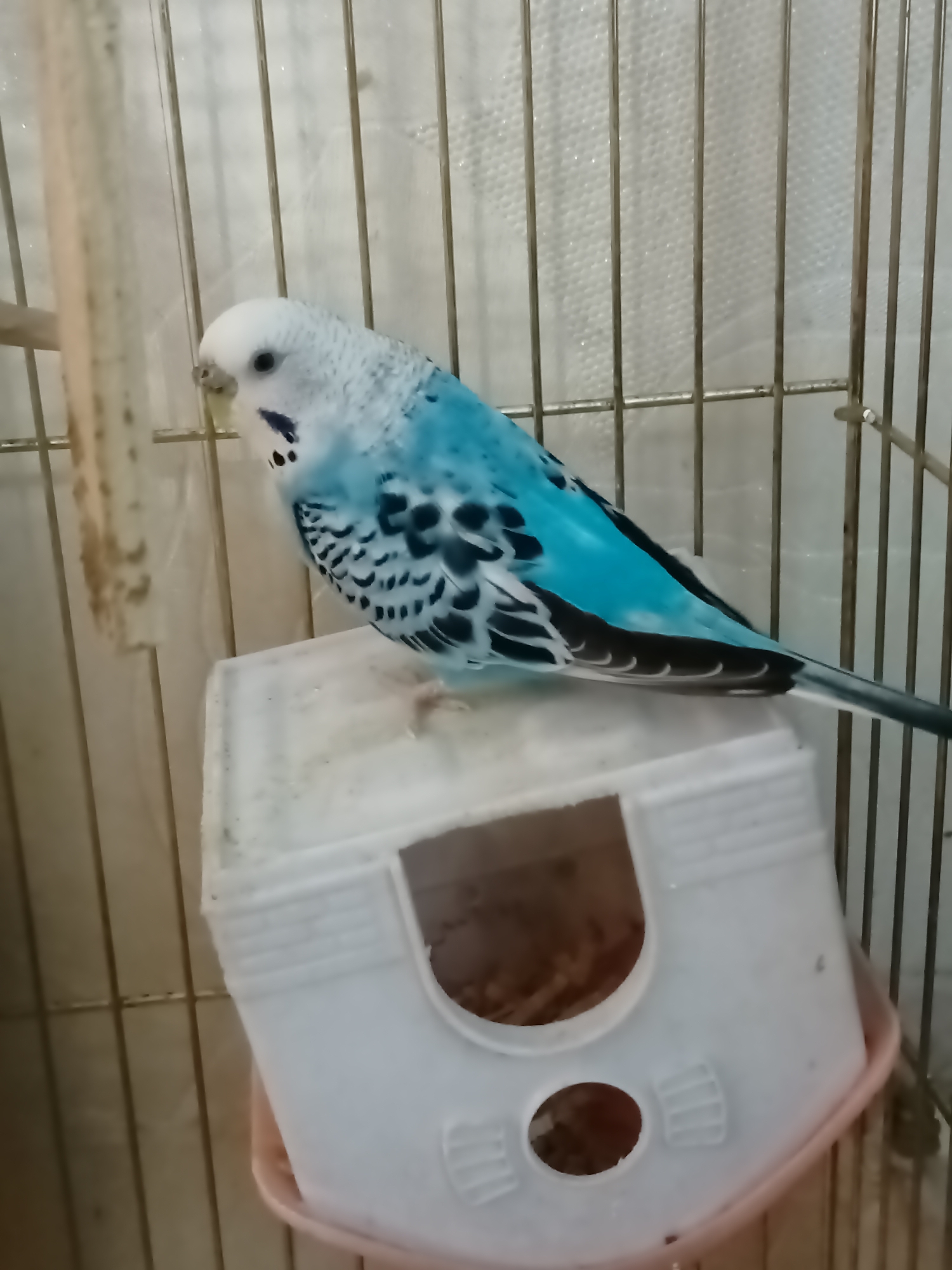 A budgerigar, predominantly blue and white with black markings on its wings and body, is perched on a white plastic bird feeder inside a cage. The cage appears to be made of metal bars. The background is out of focus, suggesting an indoor setting, possibly a home environment. There is no indication of the city of Almaty, Kazakhstan within the image.