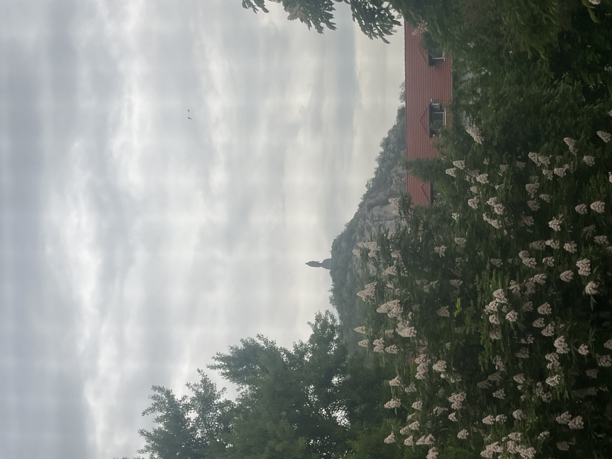 The image captures a partially obscured view, through foliage, of a hazy sky, a hillside, and a building. A statue is visible on the hillside. The building appears to have a red tile roof and windows. Two small birds are in the sky. The location is likely in or near Plovdiv, Bulgaria, given the likely presence of the statue, the hillside, and the building.