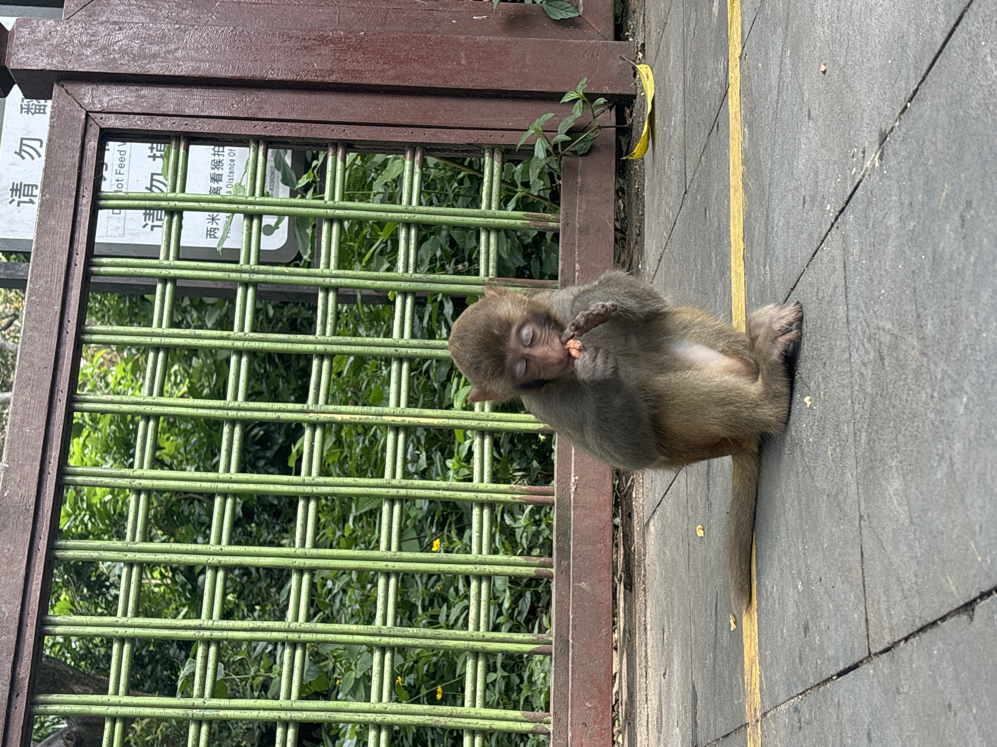 In Nanwan Village, China, a young monkey sits on a tiled walkway in front of a green metal fence and a brown wooden gate. The monkey is hunched over, with its eyes closed, and is eating a small piece of food held in its hands. Green foliage and trees are visible through the fence. A yellow banana peel lies on the walkway to the right of the monkey. Signs with Chinese text are mounted on the wooden gate, one of which includes the English phrase "Do Not Feed." The ground is paved with gray tiles, and a yellow line runs across the walkway.