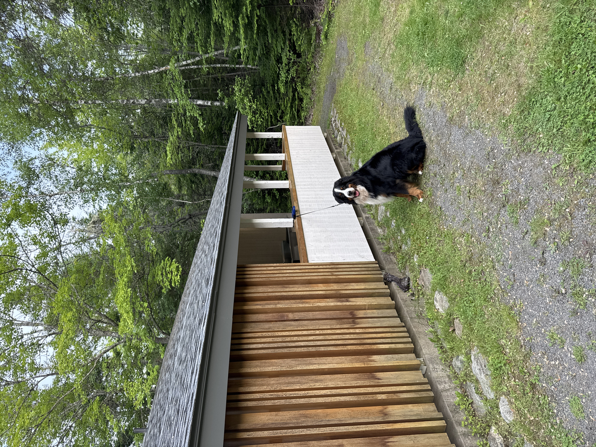 A Bernese Mountain Dog is seated on a gravel path next to a modern building with vertical wooden siding and a covered porch. The dog is facing the camera with its mouth slightly open and appears alert. The building has a gray roof and white railings on the porch. Behind the building, a dense forest of green trees is visible. The ground is a mix of gravel and grass, with some stones scattered around. A leash extends from the dog to the left, out of frame. The location is identified as Carleton Parish, Canada.