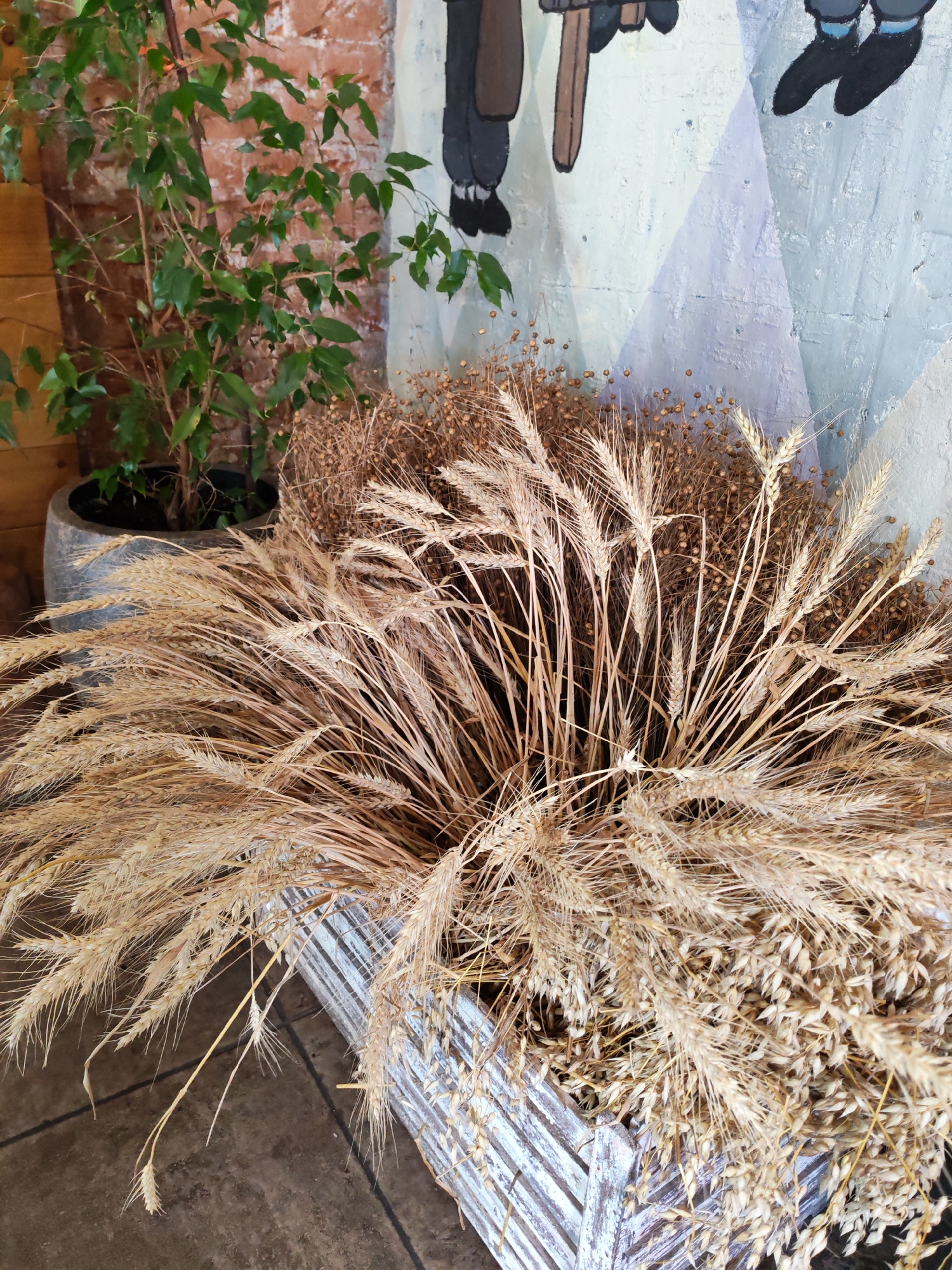 The image depicts a decorative arrangement featuring a large bundle of dried wheat stalks in a weathered wooden planter. Behind the wheat, a potted green plant with dark leaves is visible, positioned near a brick wall. The wall itself is decorated with a mural featuring abstract geometric shapes and cartoon-like figures. The overall setting appears to be indoors, possibly in a cafe or restaurant, given the decor. The city of Bol'shie Mkhi, Russia is not identifiable from the visual elements within the image itself; this information is extraneous to the image content.