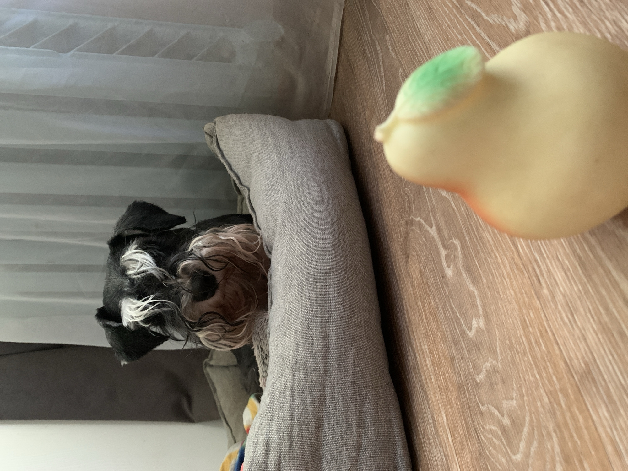 A black and white Schnauzer dog lies in a gray pet bed on a light brown wooden floor. The bed is positioned in the corner, next to a wall with sheer white curtains. A yellow, pear-shaped dog toy with a green leaf sits on the floor beside the bed.