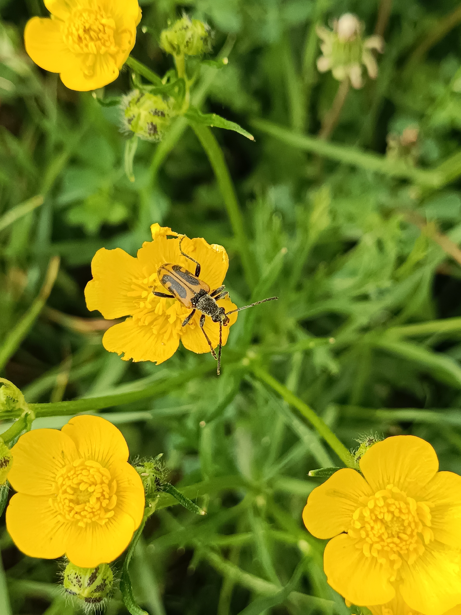 The image shows a close-up of several bright yellow buttercup flowers in a grassy area. One of the flowers has a beetle with a tan and black patterned back on its petals. The background consists of green grass and foliage. The location is not discernible from the image.