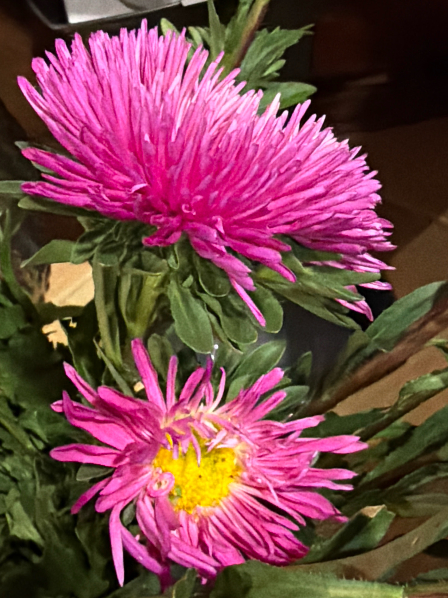 Two pink asters are in focus, with the top one being larger and more prominent. The petals of the asters are thin and spiky, creating a fringed appearance. The smaller aster at the bottom has a bright yellow center. Lush green foliage surrounds the flowers, and the background is dark and out of focus, suggesting an indoor setting. The scene is composed in a vertical orientation.