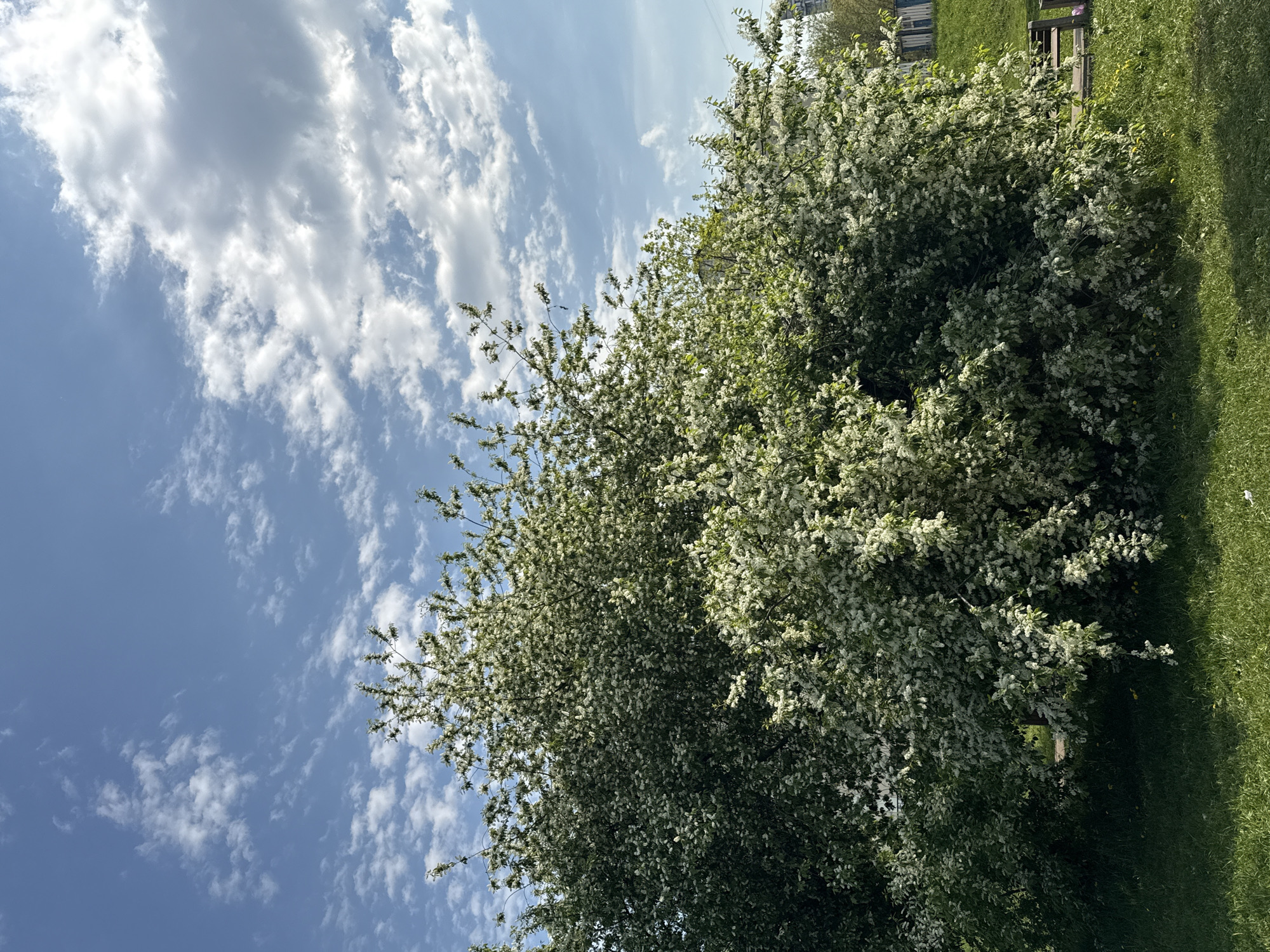 The image depicts a daytime scene with a flowering tree and a blue sky with scattered clouds. The tree, possibly a bird cherry, is in full bloom with white blossoms and green leaves. Adjacent to the tree is a patch of green grass. The sky is blue with light, fluffy white clouds distributed throughout. In the background, blurred details suggest the presence of a building, potentially indicating an urban environment. Based on the type of tree, flowering period, and typical urban landscapes, the location could potentially be within the city of Moscow, Russia, although this is not definitively confirmed by the image alone.