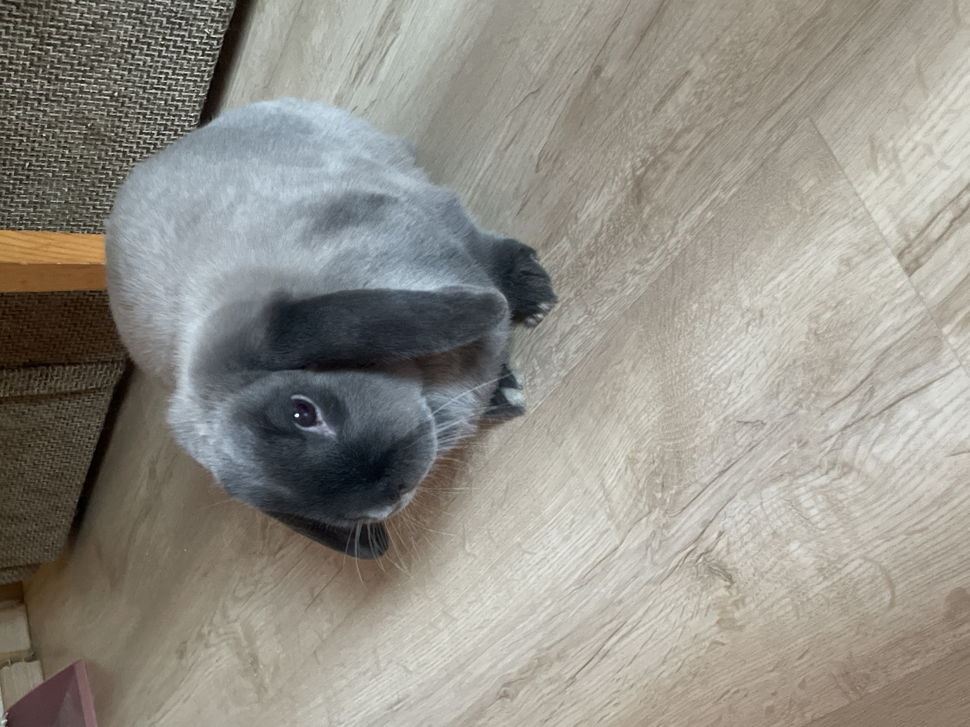 An indoor, high-angle shot captures a grey rabbit sitting on a light wood-look laminate floor. The rabbit is the central subject, positioned in the left half of the frame, looking upwards and slightly to the right, directly at the camera. It has soft, light grey fur on its body, which transitions to a darker grey or almost black on its face, ears, and possibly paws, characteristic of a pointed breed. Its floppy ears are visible, and one eye, dark with a hint of pink, is clearly open and focused. White whiskers protrude from its snout.
To the left of the rabbit, part of a piece of furniture is visible, likely a sofa or chair. It features a brown, textured, woven fabric surface and a light wooden frame. The floor beneath the rabbit and extending across the right side of the image displays a wood grain pattern with light brown and beige tones, indicating laminate or vinyl planks. A small, indistinct pink or purple object is partially visible in the bottom left corner near the furniture. The lighting is even, suggesting an indoor setting without harsh direct sunlight. There is no visible text in the image. The scene depicts a domestic environment in what is stated to be Votkinsk, Russia.