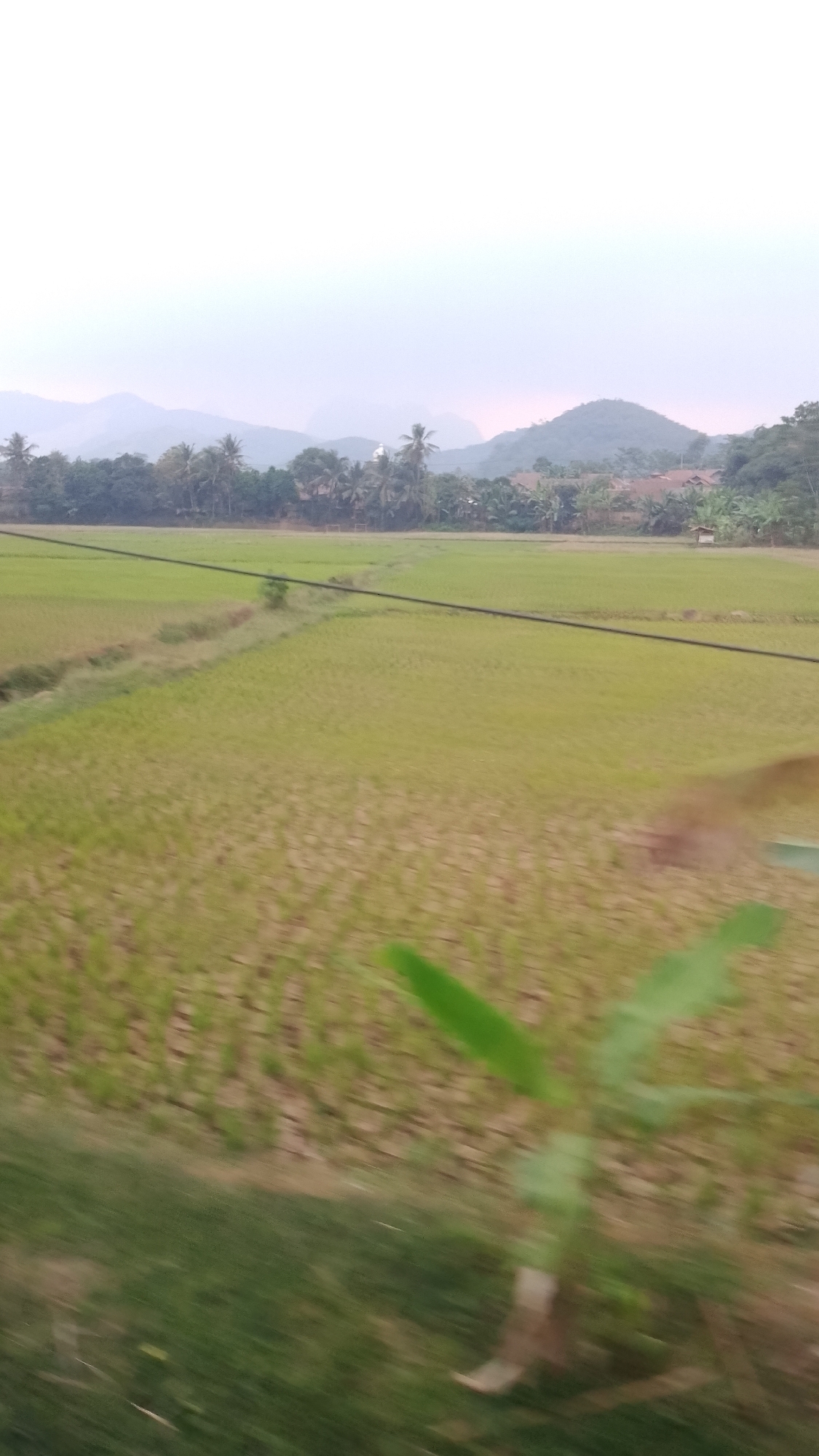 The image captures a serene rural landscape, likely in or around Purwakarta, Indonesia, characterized by expansive rice paddies under a hazy sky. The foreground is dominated by blurred green foliage, suggesting movement, possibly from a vehicle. Beyond this, the rice fields stretch out, their rows of young plants creating a textured, greenish-yellow carpet. A thin, dark electrical wire bisects the middle ground, running horizontally across the frame. In the distance, a line of lush green trees, including palm trees, forms a verdant border against the backdrop of rolling hills and mountains, softened by atmospheric haze. The architecture visible in the far distance is modest, with hints of red-tiled roofs peeking through the vegetation, indicating a small village or settlement. The overall impression is one of natural beauty and tranquility, a typical scene in the agricultural heartlands of West Java.