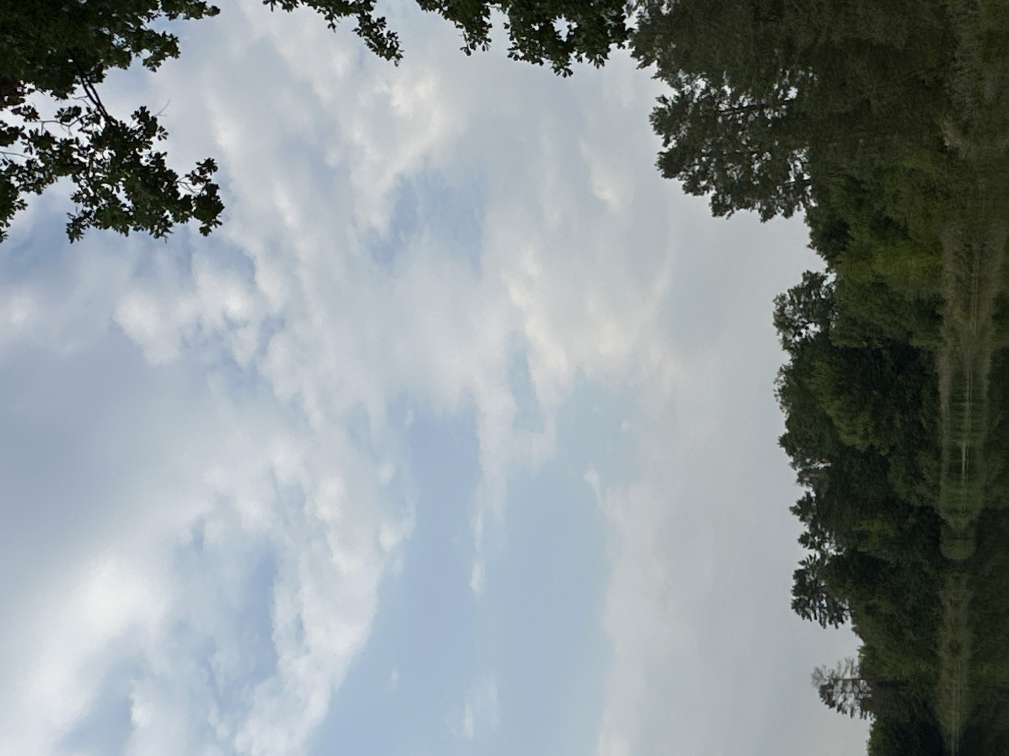 This is a photograph taken from a low angle, looking up at a cloudy sky and across a body of water towards a dense line of trees. The sky occupies the majority of the frame, with scattered white clouds against a pale blue backdrop. The upper right portion of the image is partially obscured by the dark green foliage of tree branches extending into the frame from the top.
Below the sky is a dark, reflective surface of water, likely a lake or river, mirroring the sky and the treeline. Along the far bank, a thick forest stretches horizontally across the image. The trees are various shades of green, with some taller, more distinct trees interspersed with dense undergrowth. There are no people or animals visible in the scene. The overall impression is of a natural, tranquil landscape. The location is given as the city of Makiv, Ukraine.