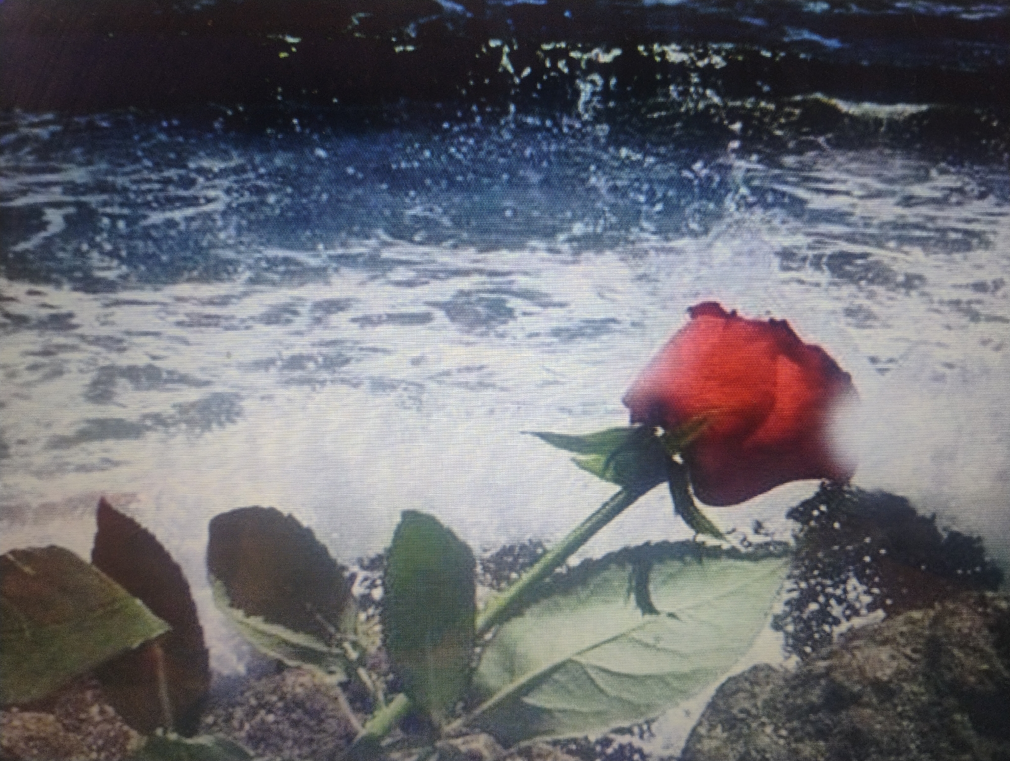 The image displays a single red rose with green leaves and stem, positioned on a rocky surface near the sea. The sea is dark blue with white waves crashing. The lighting suggests it might be daytime or twilight. There are no people visible in the image. The scene is set in an outdoor natural environment. It is not possible to determine the location as Rumyantsevo, Bulgaria based on the visual information provided.