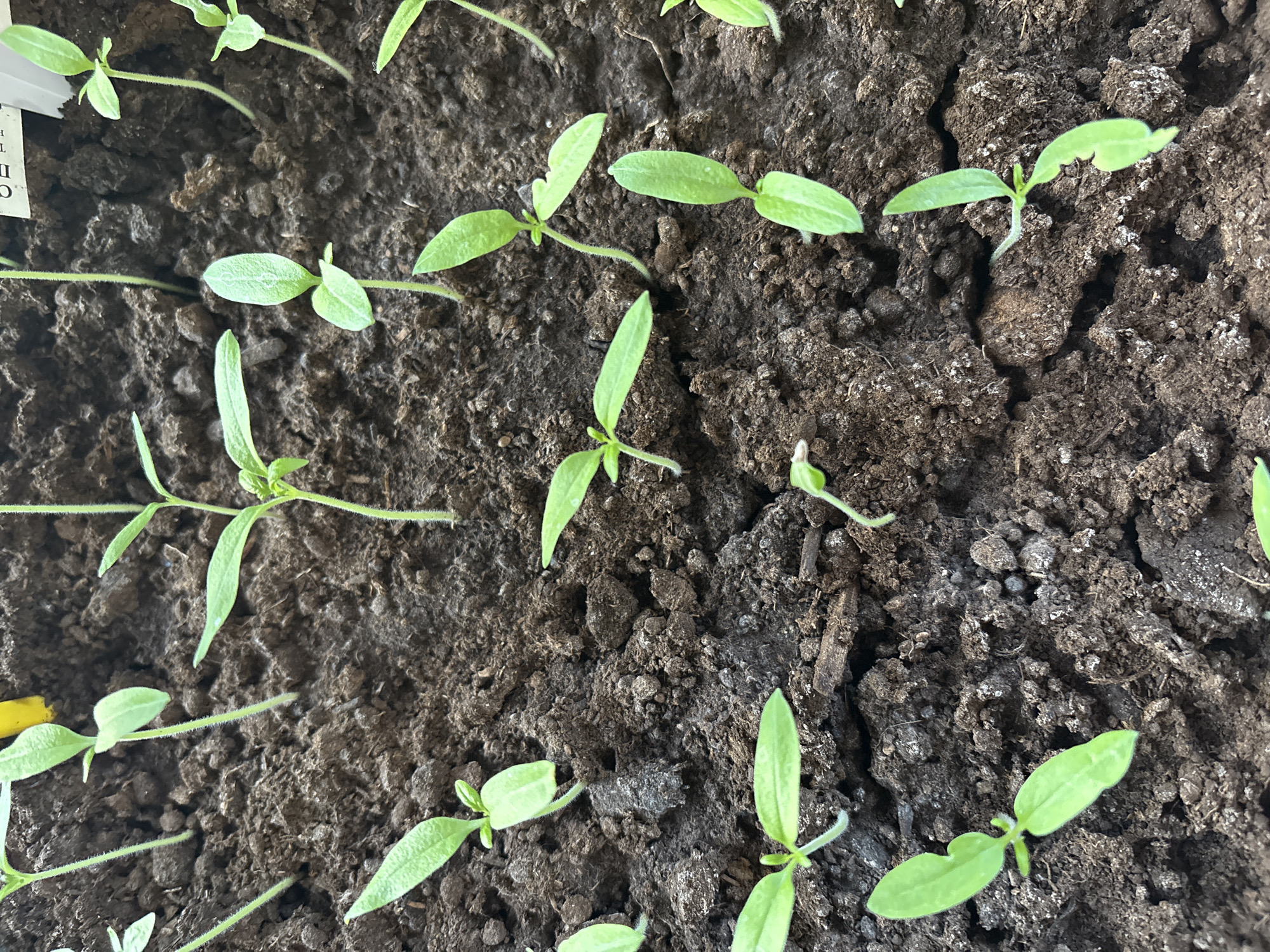 The image shows a close-up view of several small seedlings growing in dark, moist soil. The seedlings have small, green leaves and slender stems. The soil appears cracked and dry in some areas. A small label or tag is partially visible on the left side of the image. There is no indication of the location being the city of Chaikovsky, Russia or of any people, actions, or interactions. The environment appears to be indoors in a container or tray.