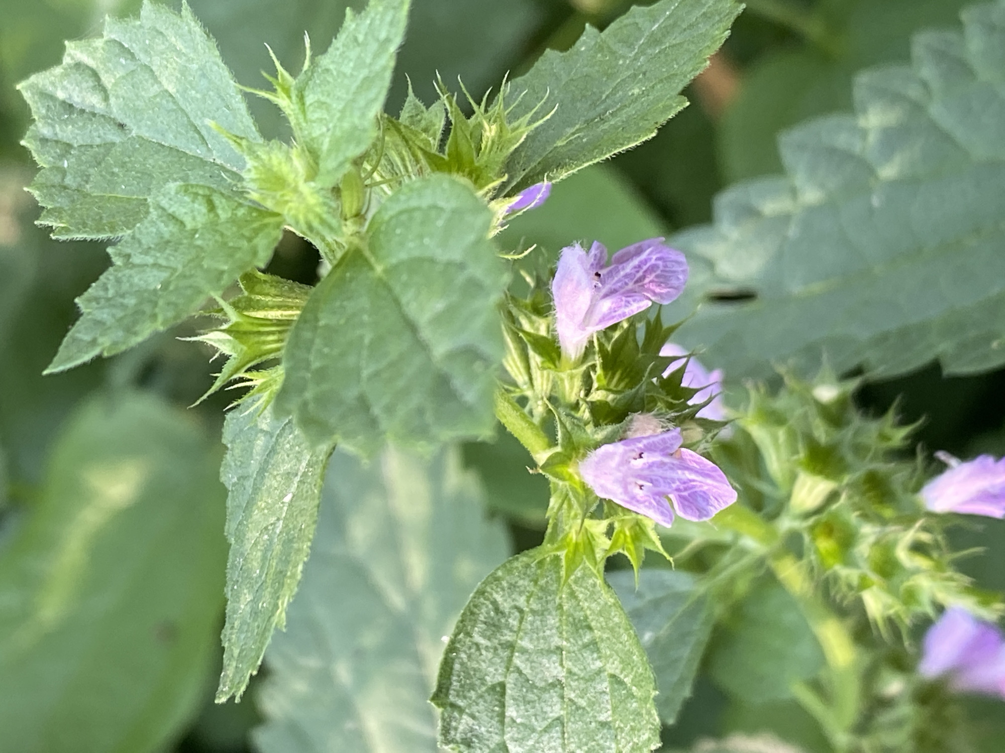 A close-up, eye-level shot captures a cluster of small, purple flowers with delicate veins, growing on a plant with serrated green leaves. The plant's stem is covered in fine, white hairs. The background is a soft blur of green foliage, suggesting an outdoor environment, likely a garden or natural area within Bílina, Czechia. There are no people or animals visible in the image.