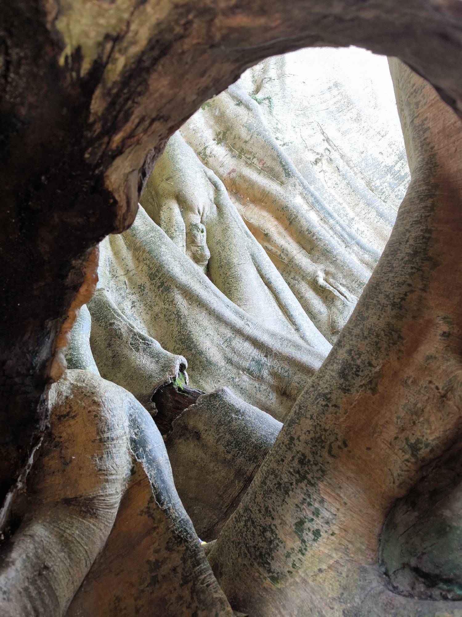 A ground-level, eye-level shot taken through a hole in a large, knotted tree trunk in Tua, Indonesia, featuring light-colored roots visible through the opening. The bark is mottled with green and brown patches, and some roots are covered with moss. Sunlight streams in from behind the roots.