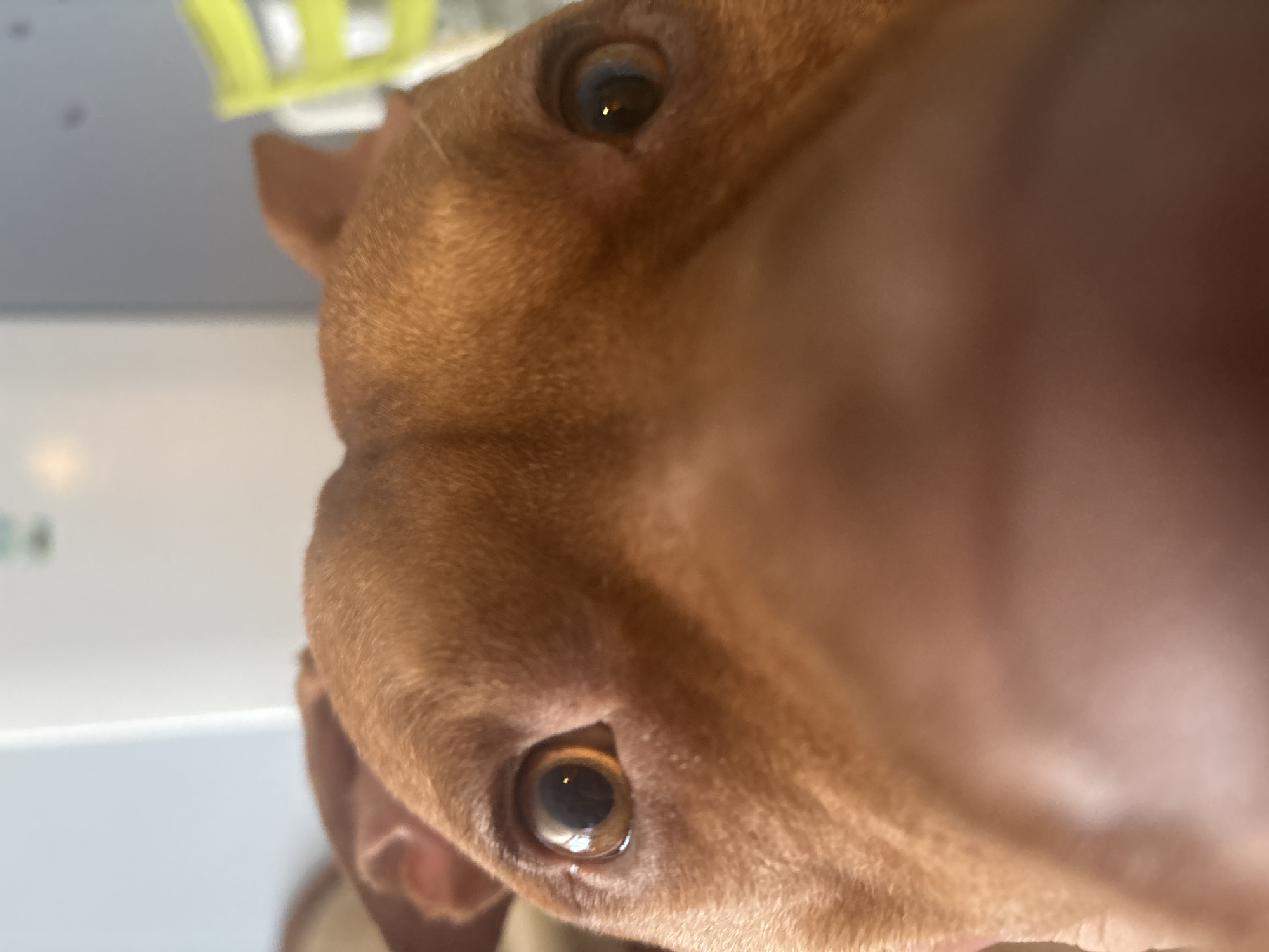 The image shows a close-up of a brown dog's face, seemingly taken from a low angle, possibly by the dog owner. The dog has short, smooth fur and brown eyes with visible light reflections. Part of an ear is visible on the left side of the image. The background is indistinct but appears to include a white surface and a blurry object with yellow accents. The dog is the primary subject, and the focus is on its facial features. There is no indication of the city of Sofia, Bulgaria in the image.