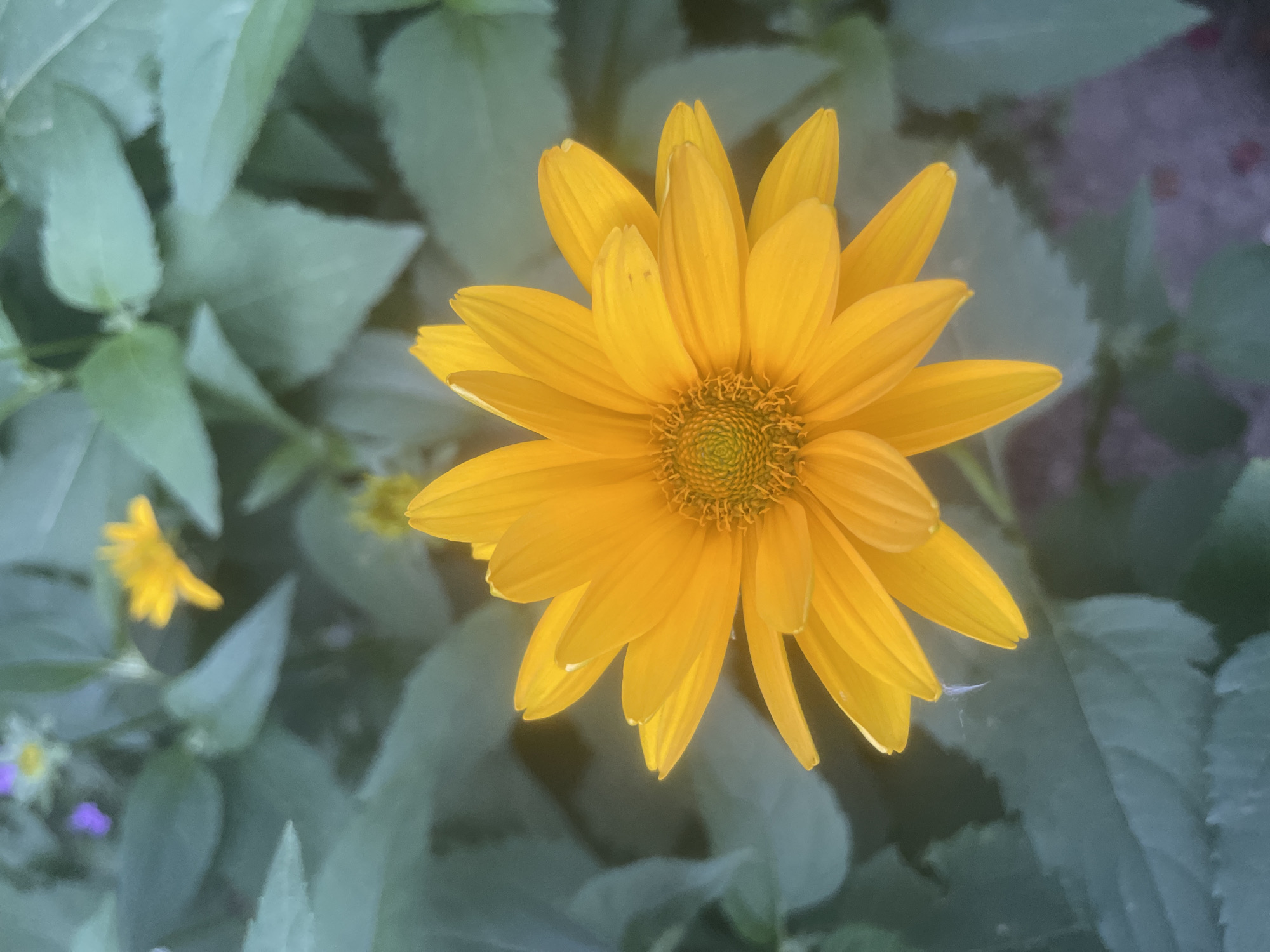 An overhead close-up shot showcases a vibrant yellow daisy-like flower, its petals radiating outwards from a detailed, textured center. The flower is the main subject, sharp and in focus, with its bright color contrasting against the muted green foliage that fills the background. Several out-of-focus green leaves create a soft bokeh effect, with hints of other small, blurred yellow and purple flowers visible in the upper left corner. The lighting appears to be natural, possibly from overcast skies or dappled sunlight, giving the scene a soft, slightly diffused quality. The image is a still life focusing solely on the natural beauty of the flora.