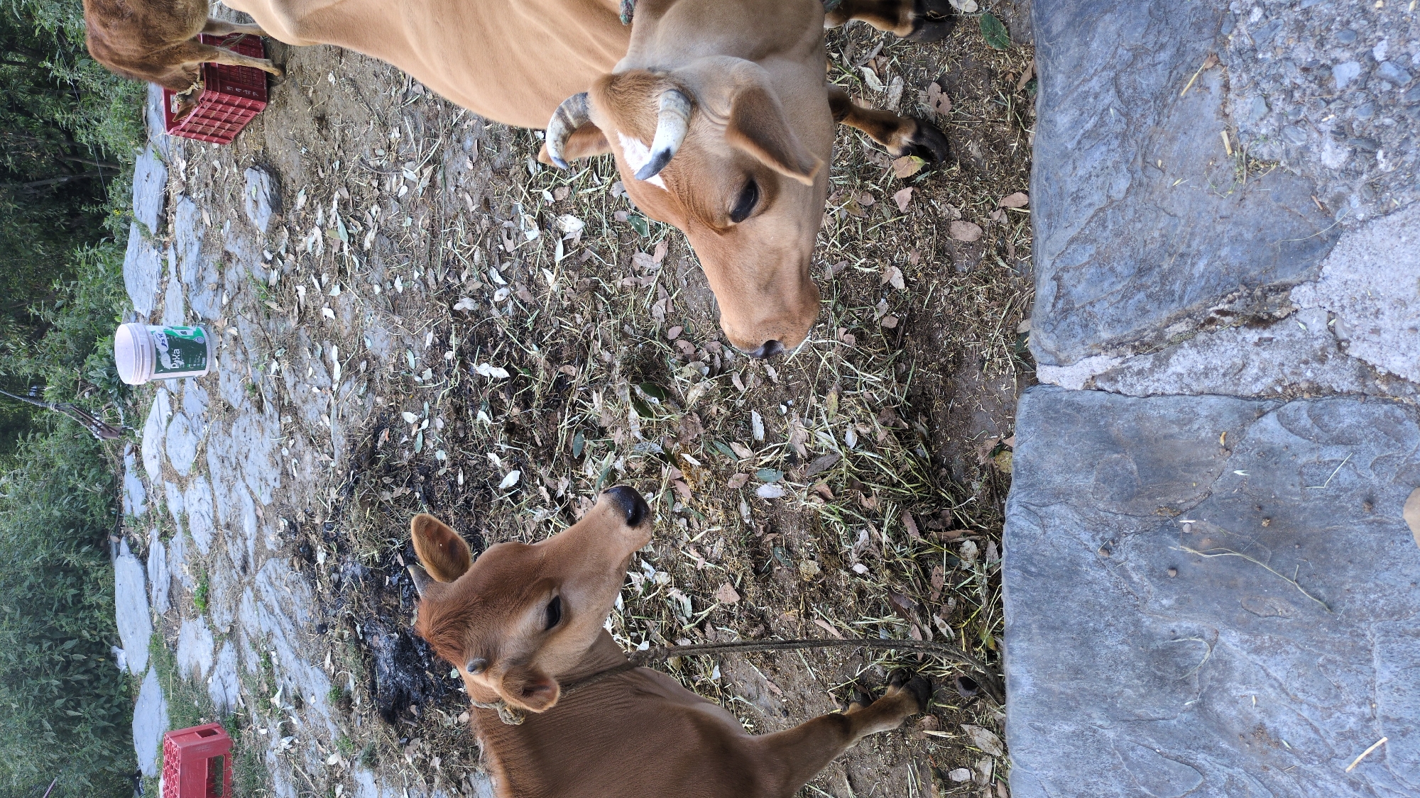 The image shows two light brown cows in a dirt and stone yard. One cow is an adult with horns that are partially painted white with black tips. The second cow is a calf and is tethered with a rope around its neck. In the background, there is a red plastic crate, a plastic container with a green label, and vegetation. To the right of the image is a stone path. The location is presumably Haini, India.