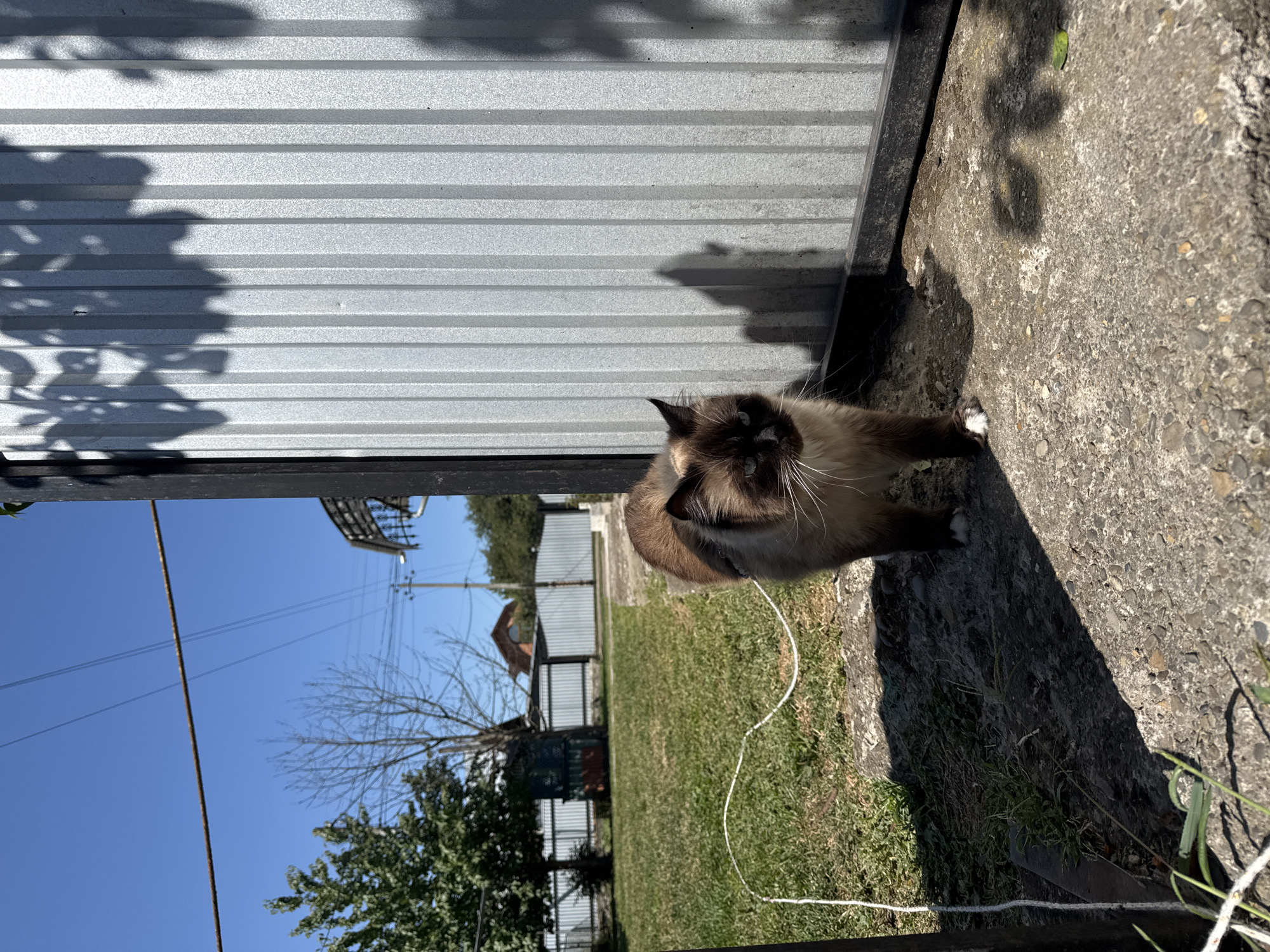 A siamese cat stands on a concrete path in a yard. The cat is light brown with dark brown ears, face, and legs, and has blue eyes. It is facing left, looking towards the camera. Behind the cat, a corrugated metal fence runs vertically. To the left of the fence is a patch of green grass and trees. In the background, there are houses and power lines under a clear blue sky. A thin white rope is visible on the ground, extending from the left side of the frame towards the cat.