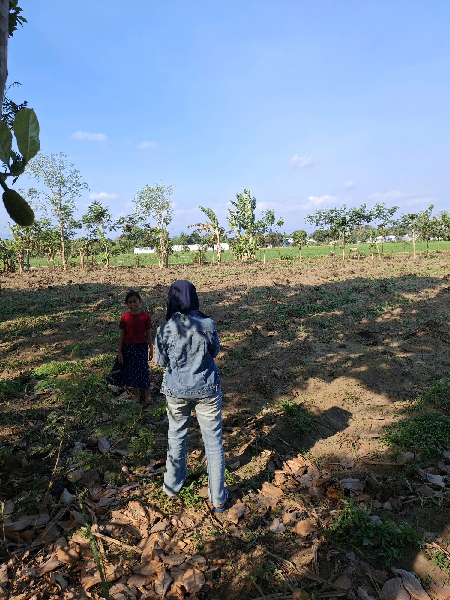The image depicts an outdoor scene in Rogotrunan, Indonesia, under a clear blue sky with scattered clouds. Two individuals are present in a field. The foreground is dominated by dry leaves and sparse green vegetation. In the mid-ground, a young girl wearing a red shirt and a blue patterned skirt stands facing the camera. Behind her, a person wearing a denim jacket, blue jeans, and a dark hijab is positioned with their back to the camera, facing away from the girl. The background features a line of trees, including what appear to be banana trees and other foliage, with hints of buildings and green fields in the distance. A jackfruit hangs from a tree branch in the upper left portion of the image. The ground is predominantly dry soil with patches of grass.