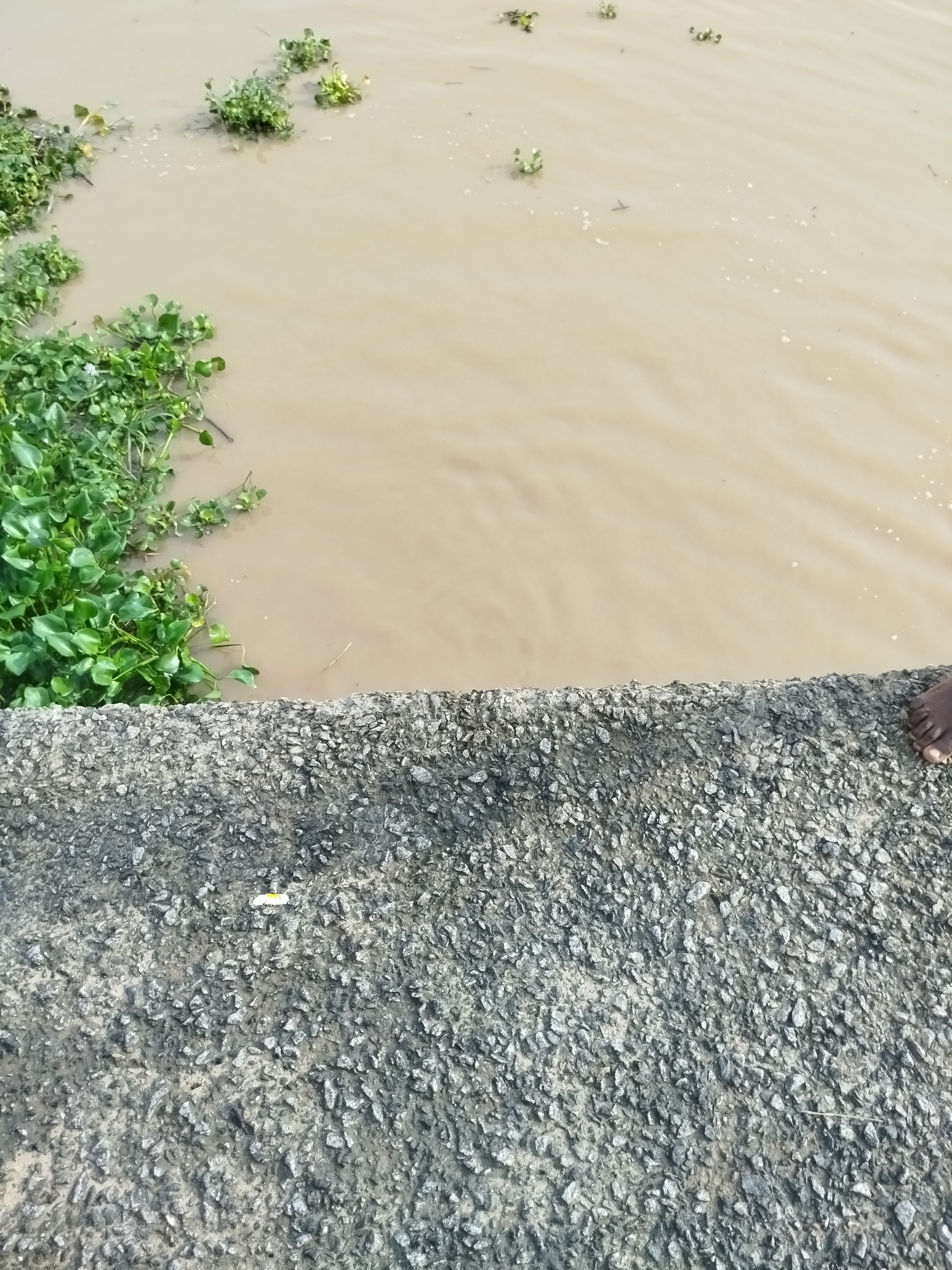 The image shows a segment of a body of muddy water, likely a river or canal, with green aquatic plants floating on the surface. The water is a light brown color, indicating it is murky. In the foreground, there is a textured, gray surface that appears to be concrete or asphalt, possibly a bridge or embankment. Some small white debris is visible on this surface. On the right side of the concrete surface, a human foot with dark skin is visible, suggesting someone is standing or sitting at the edge. The overall scene suggests an outdoor, natural or semi-natural environment. The lighting appears to be natural daylight, but no specific time of day or weather conditions can be definitively determined. The location context provided is Yenegoa, Nigeria, which aligns with the visual elements of a tropical environment. There is no visible text in the image.