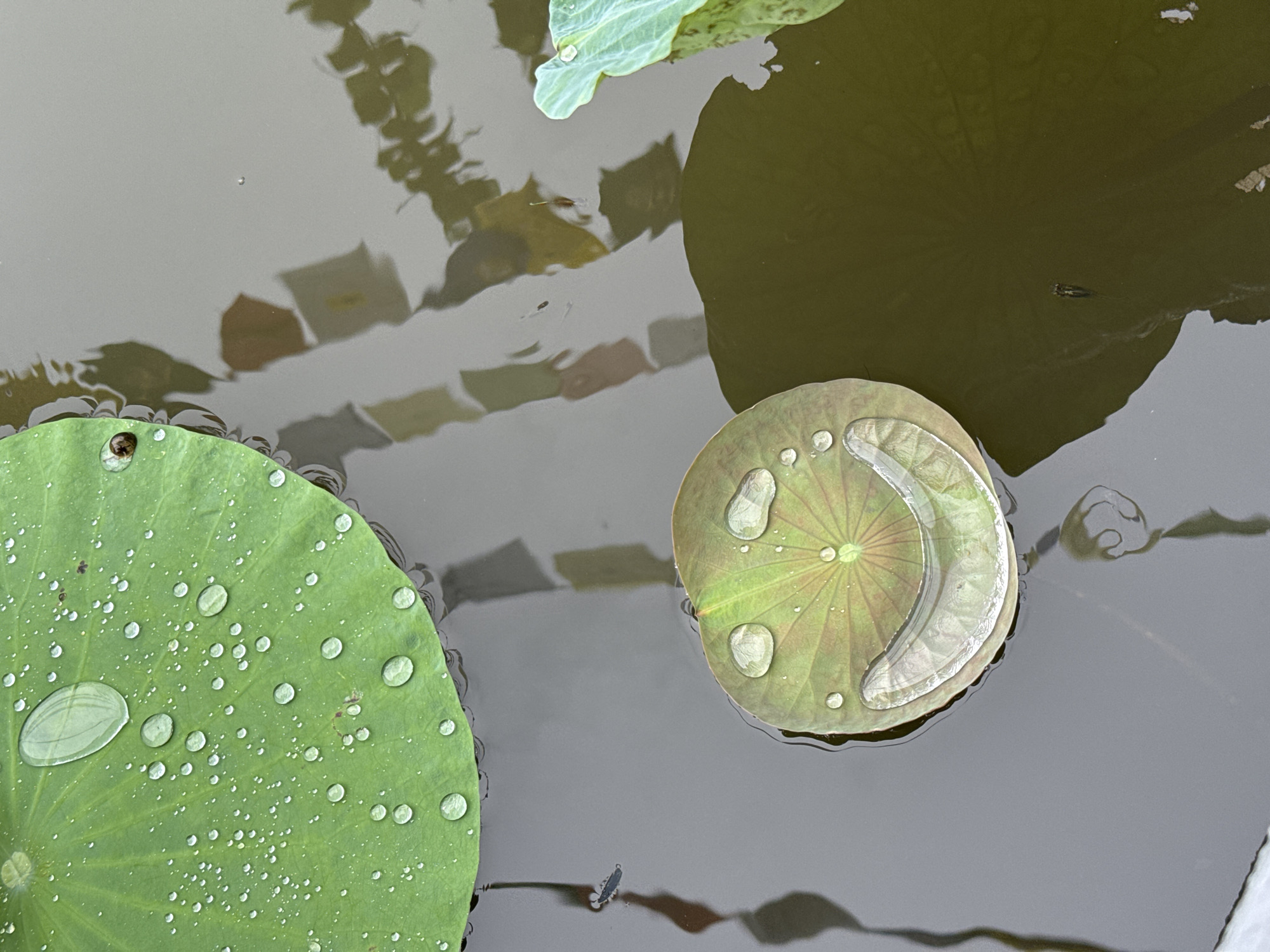 A top-down shot depicts two lotus leaves floating in a pond or body of water, likely in Bac Nha Trang Ward, Vietnam, based on the request. The leaf on the left is round, green, and covered in many small water droplets, with one larger droplet near the bottom-left edge. The leaf on the right is smaller, slightly discolored with a mix of green and brownish hues, and features a large, crescent-shaped droplet along its edge. Reflections of trees and sky are visible on the water's surface, which is a murky greenish-gray color. A small fish-like creature is present in the water between the two leaves.
