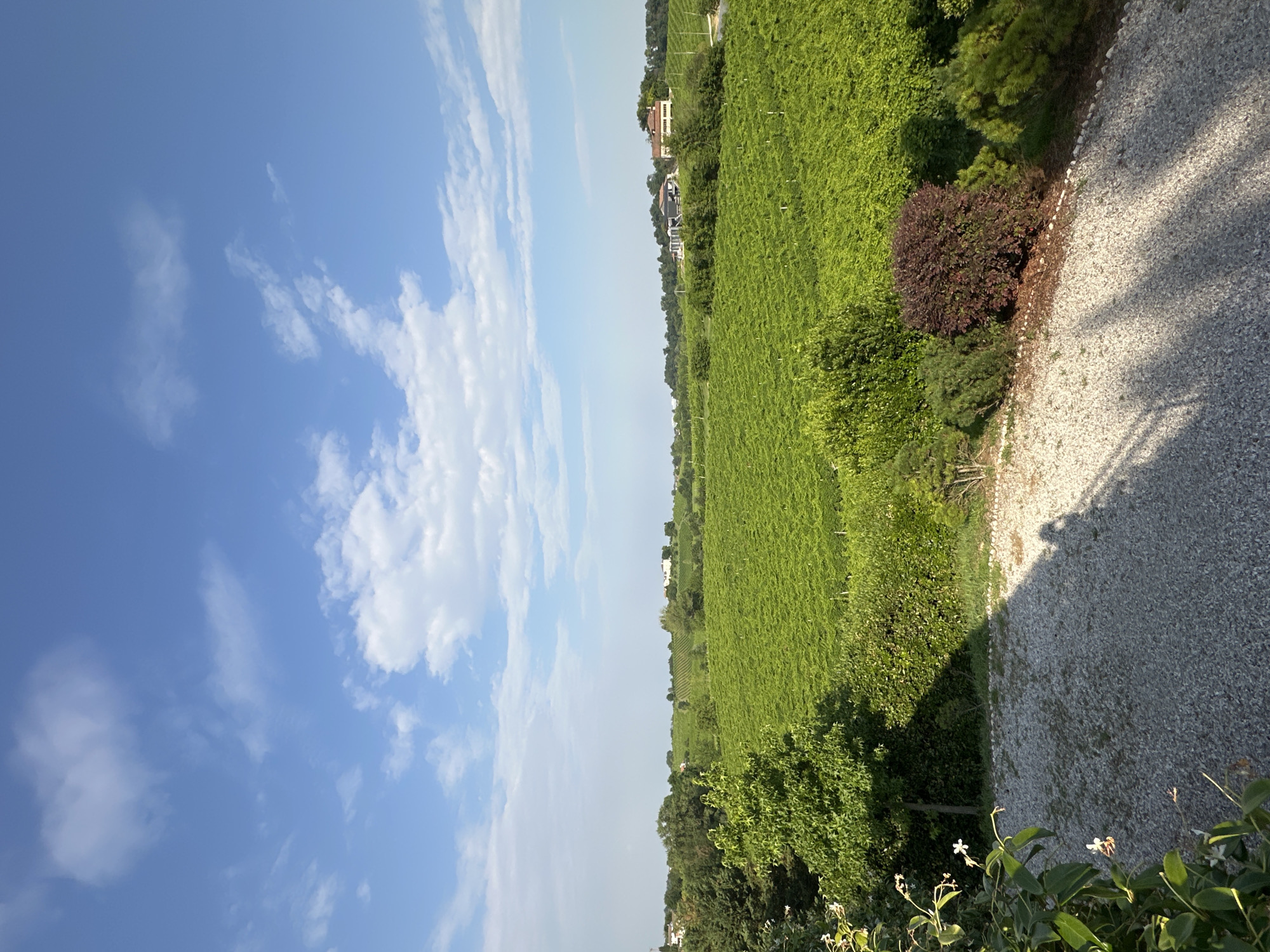 The image depicts a scenic view of rolling green vineyards under a bright blue sky with scattered white clouds. The vineyard rows stretch across the landscape, suggesting a rural or semi-rural location. In the distance, several houses and buildings are visible, nestled amongst trees and on the hills. The foreground features a gravel path with shadows cast by trees and a person taking the photo. The scene conveys a peaceful, pastoral atmosphere, likely in a region known for its viticulture, such as Conegliano, Italy.