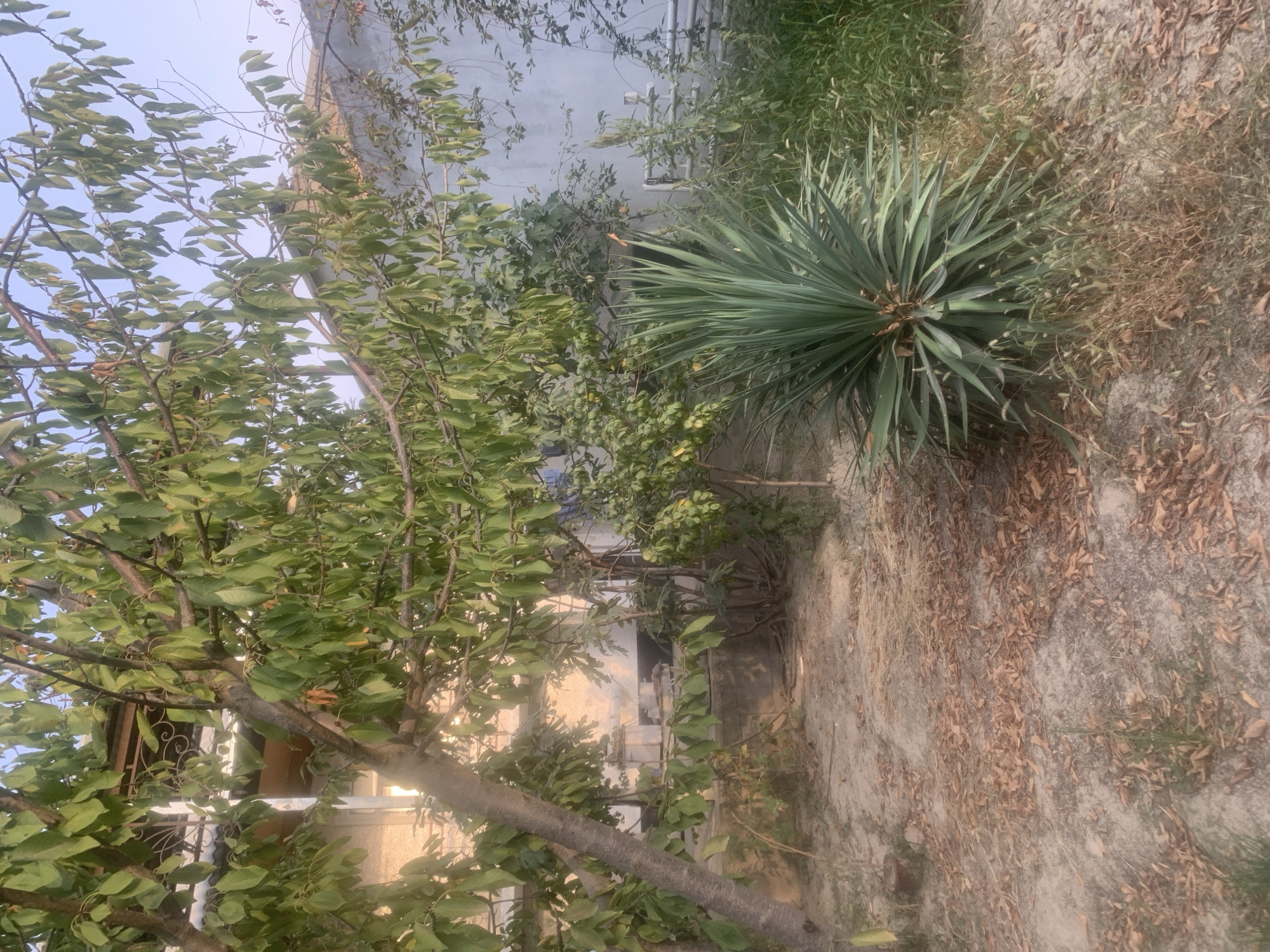 The image depicts an outdoor scene with a large tree in the foreground on the left, its branches extending across the frame. The tree has numerous green leaves, with some brown, dried leaves scattered on the ground. To the right of the tree, there is a spiky, green plant that resembles a yucca or agave. In the background, a light-colored building with a window and a decorative railing is visible behind the tree. Further to the right, there is a white wall and a white metal fence or railing. The ground is covered with dry leaves and sandy soil. The overall setting appears to be a yard or garden. There are no people visible in the image.