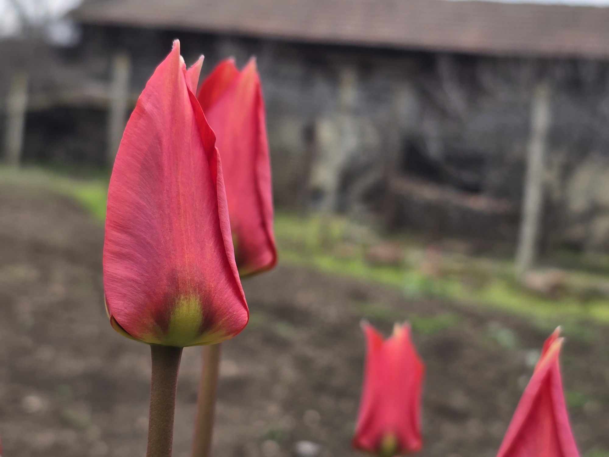 The image shows a close-up of several red tulip buds in a garden setting. The two tulips in the foreground are the primary focus, with their petals tightly closed and a hint of green at the base. The stems are dark and slender. The background features a blurred field of soil with other tulip buds at varying distances, some barely visible. A building with a dark roof and light-colored walls is in the far background, partially obscured by foliage. The location appears to be an outdoor garden, presumably in the Unknown, Unknown city.