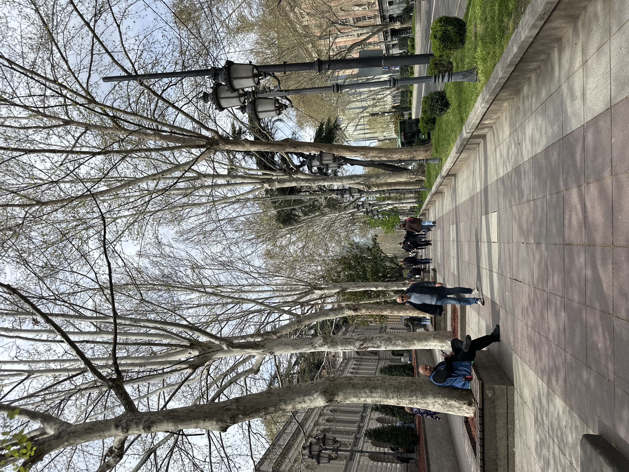 The image shows a city street in Tbilisi, Georgia, possibly Rustaveli Avenue. The foreground features a line of trees with distinctive mottled bark, typical of London Plane trees. Bare branches reach upwards, obscuring the sky in places. The trees are interspersed with ornate black street lamps. People are walking or sitting along a wide tiled sidewalk adjacent to a green strip of grass and bushes. Buildings are visible in the background. A man is leaning against the base of a tree.