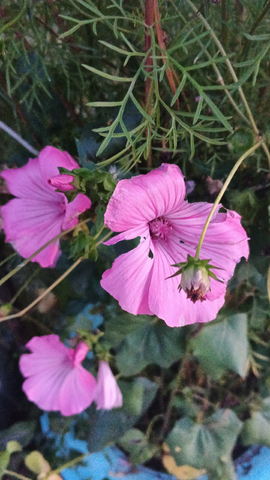 This is a close-up, eye-level, outdoor, vertical shot of several pink mallow flowers in bloom, with one unopened bud. The flowers are primarily in the foreground and midground, with the largest, most in-focus flower positioned to the right of the frame. Its petals are a vibrant pink, with darker pink striations radiating from the center. The center of this flower contains a cluster of stamens, also a deep pink. A green stem with an unopened bud hangs down from this flower, curving towards the bottom of the frame. To the left of this main flower, a slightly out-of-focus pink flower is visible, its petals fanned out. Further to the left and lower in the frame, another, even more out-of-focus pink flower is seen with a smaller bud. The background consists of green foliage, likely from the same plant or surrounding plants, and some blurred hints of a blue surface, possibly a pot or planter. The lighting suggests it is either early morning or late afternoon, with soft, diffused light. The image does not contain any people or specific city landmarks of Подгорное, Russia; it depicts a naturalistic scene.