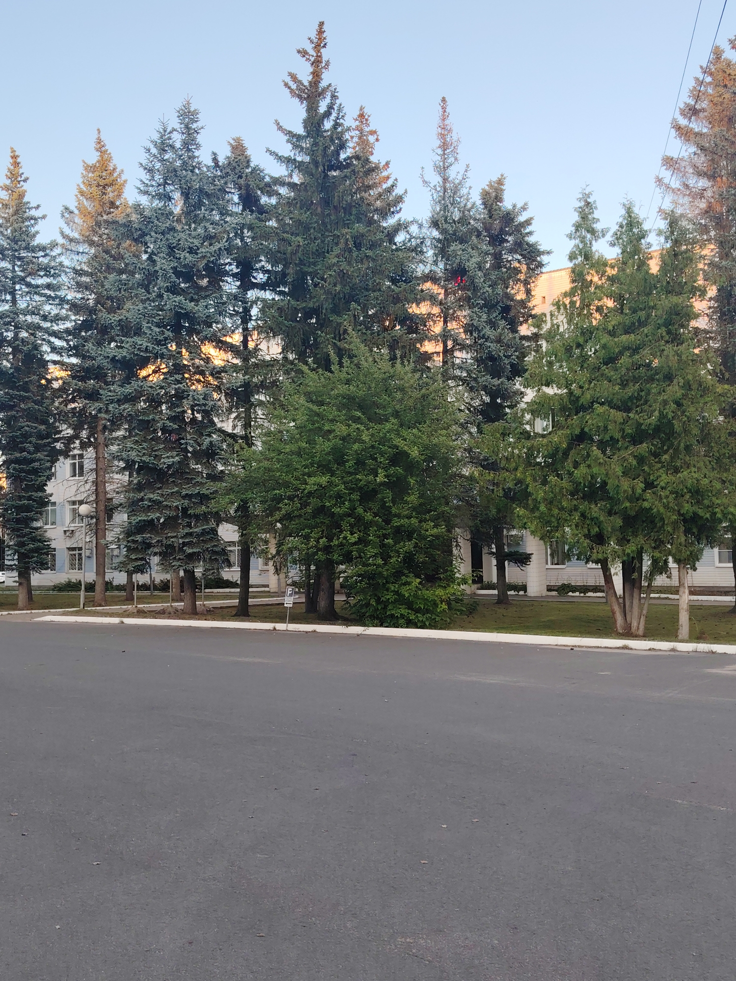 The image shows a street scene in Konakovo, Russia, featuring a row of tall evergreen trees, primarily spruces, in front of a multi-story building. The building appears to be an apartment complex with a light-colored facade and numerous windows. The trees are of varying heights and densities, with some exhibiting a bluish-green hue, characteristic of blue spruce varieties. Between the trees and the building is a grassy area with a white curb bordering the asphalt road in the foreground. A white lamppost is visible to the left of the trees, and a small blue parking sign is to the right. The sky above is clear and light blue, suggesting it is either early morning or late afternoon, with some warm light reflecting on the upper parts of the trees. The asphalt road is dark gray and appears to be in good condition, with a few scattered debris. No people are visible in the image.