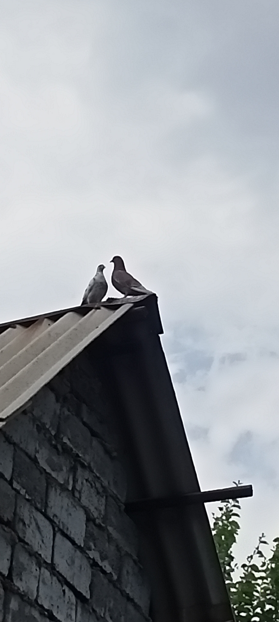 Two pigeons are perched on the peak of a corrugated metal roof, which sits atop a brick building. The building's bricks appear weathered and aged. The sky above is overcast with scattered clouds. The scene is set against a backdrop of greenery, suggesting trees or foliage in the vicinity. The overall impression is one of a quiet, everyday moment observed on a rooftop in Sokuluk, Kyrgyzstan.