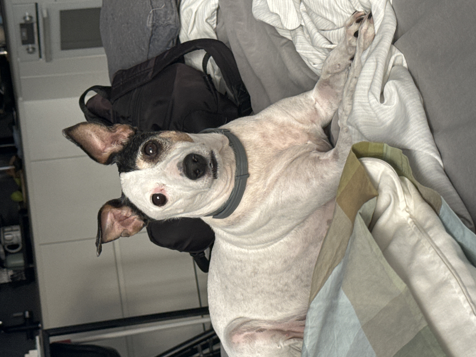 A white and black-patched dog with erect ears and a gray collar is lying on a bed with various linens. The dog is looking directly at the camera with its head slightly tilted. In the background, a dark backpack and a gray pillow are visible. The setting appears to be an indoor domestic environment, possibly a bedroom. There is no information to suggest the location is in the city of Murcia, Spain.