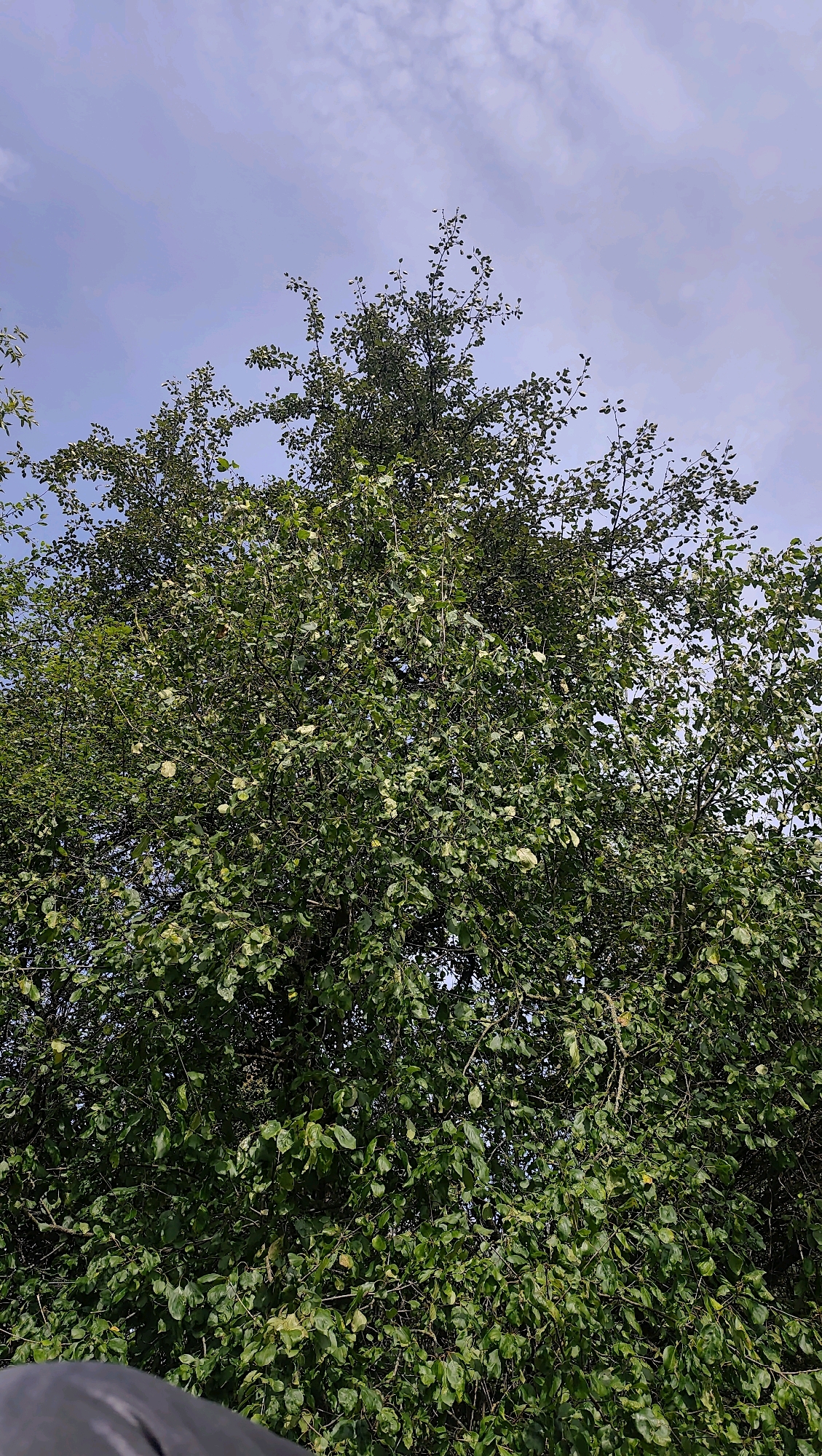 A full-frame, medium-shot photograph captures a dense, leafy tree from a low-angle perspective against a pale blue sky with scattered white clouds. The tree's foliage dominates the image, presenting a vibrant green color interspersed with lighter green and some yellowing leaves. The branches are visible through the leaves, creating a textured and layered effect. The lower edge of the frame shows a dark, out-of-focus object, possibly a piece of clothing or equipment. The scene appears to be outdoors in Jonava, Lithuania, during daylight hours, with the sky suggesting fair weather.