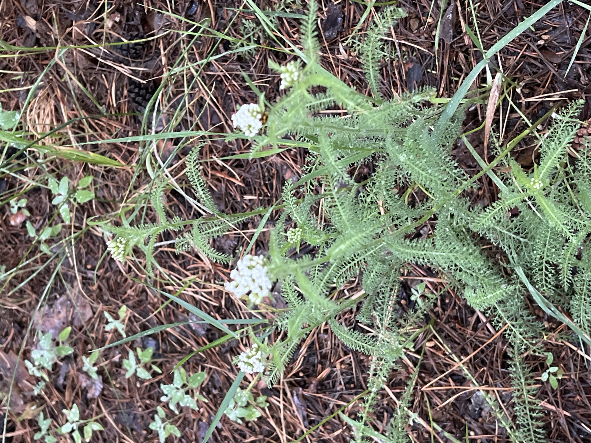 This is a close-up, eye-level, outdoor, natural light photograph of a yarrow plant (Achillea millefolium) growing in a forest floor environment. The yarrow plant has delicate, fern-like green foliage and is topped with small clusters of white, underdeveloped flowers. The ground is covered with dry pine needles, small twigs, and some damp, dark soil. There are a few small, green, low-lying plants scattered amongst the pine needles, and a pine cone is visible in the background. The overall scene suggests a shaded, natural habitat, likely a coniferous forest. The image does not contain any people or visible signs of urban development, therefore a specific location within the city of Sosnovoborsk, Russia cannot be determined from the visual information provided.