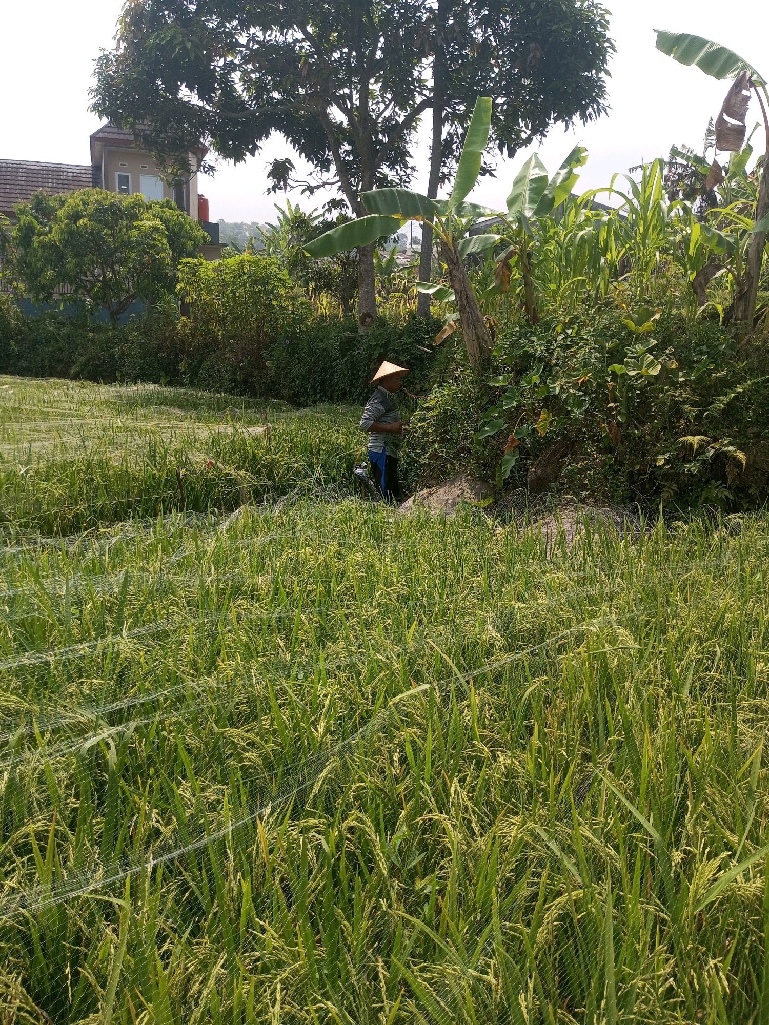 In Krasak, Indonesia, a person wearing a conical hat works in a rice paddy. The rice stalks are green and tall, with some appearing to be ripening. A fine net is draped over the paddy, likely to protect the crop from birds or other pests. Behind the rice field, lush green trees and plants are visible, along with a building in the background. The sky is bright and clear, suggesting a sunny day.