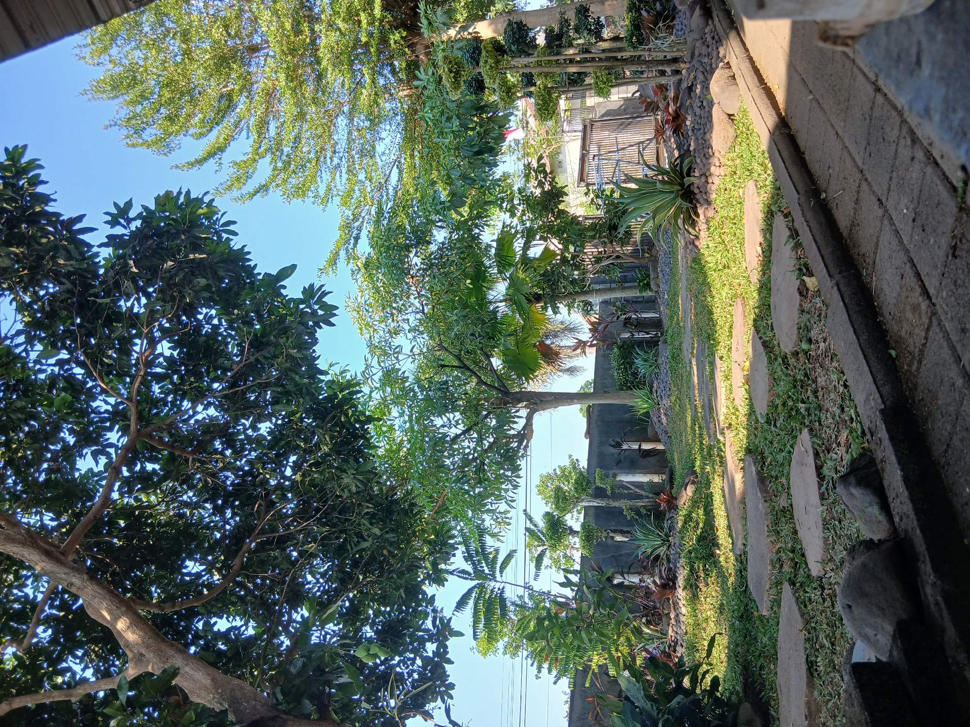 The image depicts a lush, green garden in Sekarputih, Indonesia. A large tree with dense foliage dominates the foreground, its branches reaching towards a clear blue sky. Sunlight filters through the leaves, casting dappled shadows on the pathway and surrounding grass. The garden features a variety of plants, including tall, slender trees, manicured shrubs, and spiky succulents, all arranged around a stone pathway made of irregular stepping stones. In the background, a grey wall and a metal gate suggest the property is enclosed. The scene conveys a sense of tranquility and natural beauty.