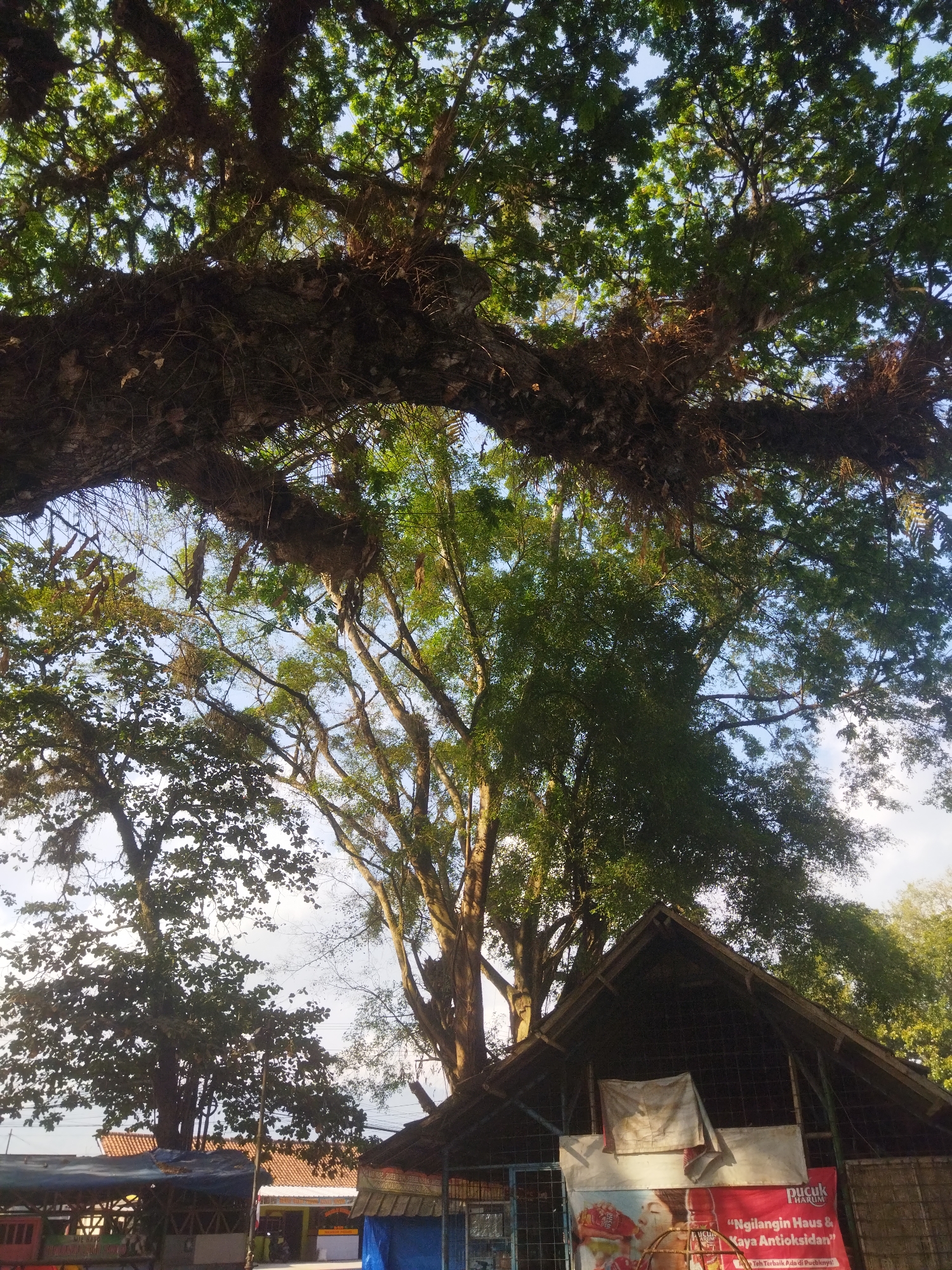 The image shows a low-angle view looking up into the canopy of a large, old tree with thick branches and dense foliage. The tree is adorned with epiphytic plants, suggesting a humid environment. In the foreground, a simple, open-sided structure with a gabled roof is visible, constructed with wood and possibly wire mesh. A banner, partially obscured by a white cloth, hangs from the structure. The banner features an image of a woman drinking from a bottle and text in Indonesian, including the brand name "PUCUK HARUM" and slogans related to antioxidants. The structure appears to be a roadside stall or a small shop. Behind the stall, other trees and buildings can be seen. The sky is bright and appears to be daytime. The presence of the specific banner and the style of the building suggest this scene could be located in a rural or semi-urban area of Indonesia, potentially Banjar, Indonesia, known for its natural beauty and roadside eateries.