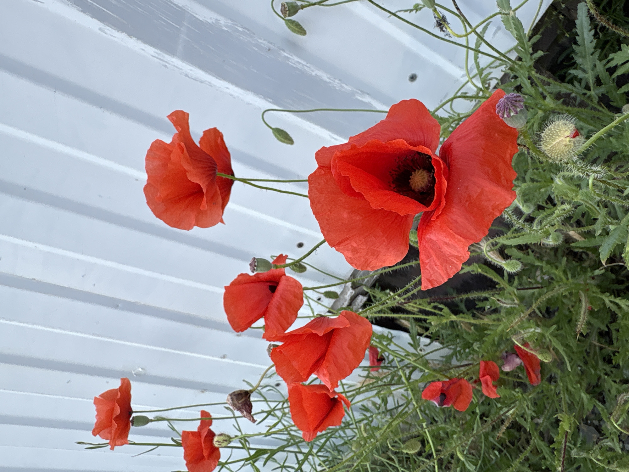 The image captures a vibrant cluster of red common poppies (Papaver rhoeas) in various stages of bloom and growth, set against a corrugated white or light-grey background. The scene is located in the city of Bol'shoi Utrish, Russia.
Approximately nine fully or partially visible open red poppy blossoms are distributed across the frame. The largest, most open flower is situated in the lower right-center, displaying deep red petals and a distinct dark central stigma and stamens. Other open poppies are visible in the upper left, mid-left, and mid-center. Several green poppy buds, some still encased in their fuzzy sepals, are present on slender, hairy stalks. One prominent bud is seen curving in the mid-right against the white background. Dried, spent poppy seed pods are also discernible among the foliage, indicating different life cycle stages of the plants.
The poppies grow from a dense mass of green, deeply lobed leaves and slender, hairy stems that occupy the lower and mid-sections of the image. The immediate ground appears to be dark soil or shadowed vegetation.
The background is a vertical, corrugated structure, likely a wall or fence, uniformly painted in a pale grey or white. Its distinct parallel vertical ridges are clearly visible, running diagonally upward from left to right due to the camera's angle. Small dark spots, possibly screws or minor blemishes, are visible on the corrugated surface. No individuals or animals are present in the depicted scene. The lighting suggests an outdoor environment under natural daylight.