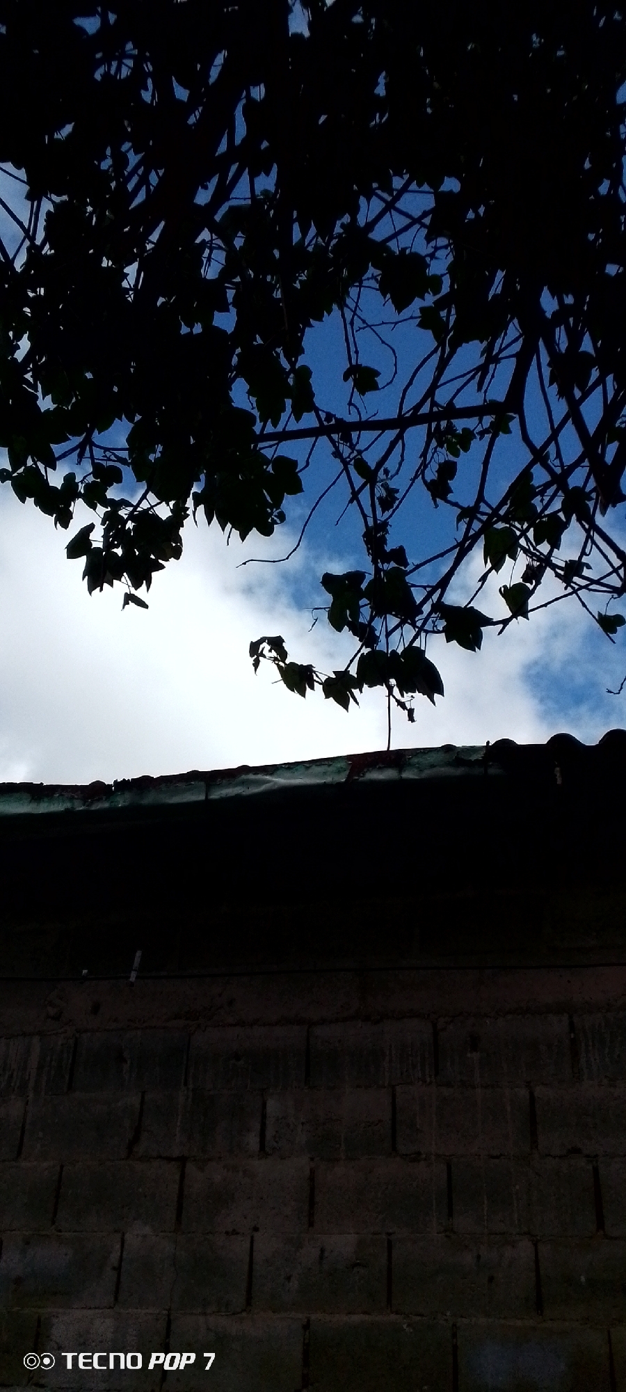 The image depicts a silhouette of tree branches and leaves against a partially cloudy blue sky, viewed from below. In the foreground, a dark, shadowed roofline partially obscures a textured wall constructed of dark cinder blocks. The wall appears to be in an outdoor setting, possibly a residential area in Altagracia, Venezuela, given the lighting and construction materials. The overall scene suggests an overcast day. The lower portion of the image contains a watermark indicating "TECNO POP 7". There are no people or discernible actions visible.