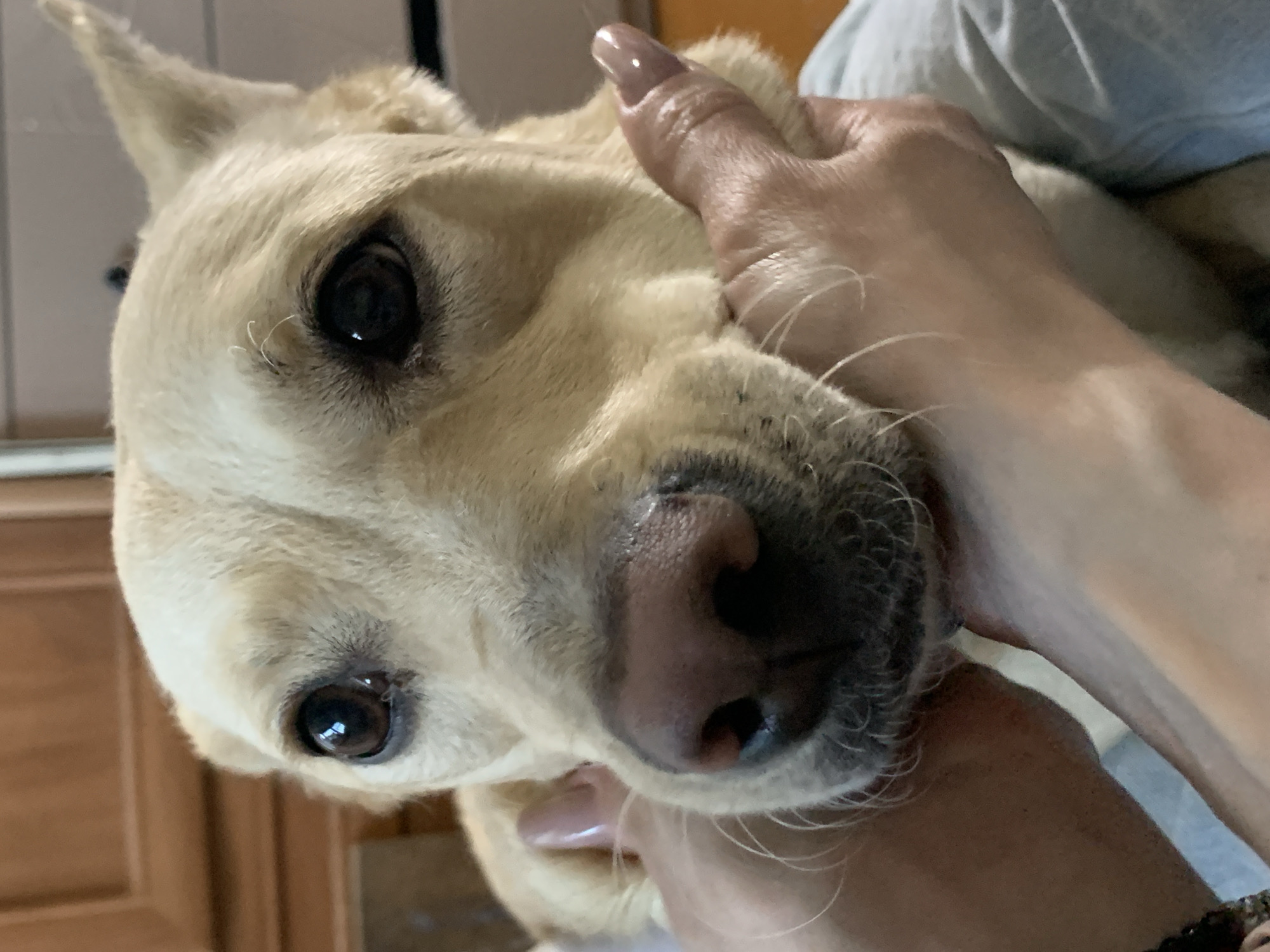 A close-up, slightly downward-angled photograph shows the face of a light yellow Labrador Retriever dog being held by a person. The dog's eyes are dark brown and focused towards the camera. The dog's snout is dark grey. A hand with pale skin and manicured fingernails holds the dog's head and cheek. The background is slightly blurred, revealing a cabinet, door, and a person's shoulder clad in a grey shirt. The location, Stavropol, Russia is not evidenced in the image.