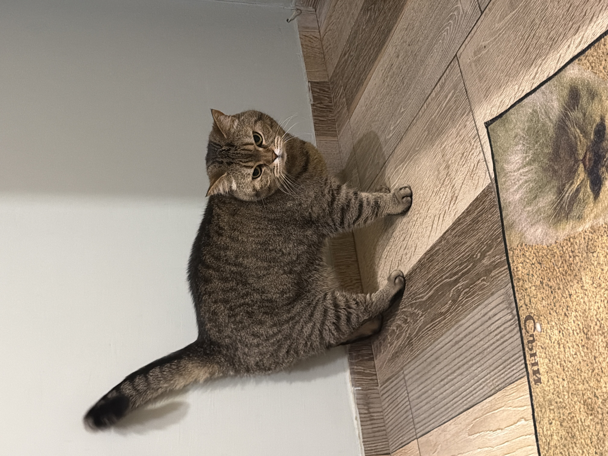 The image displays an indoor scene featuring a tabby cat lying on a wooden floor, positioned next to a light-colored wall. The photograph appears to be rotated sideways, presenting the wooden planks as a vertical surface and the plain wall horizontally.
The main subject is a brown and black striped tabby cat, likely a British Shorthair given its features, with expressive green or yellowish eyes. Its head is charmingly tilted, and it looks directly towards the camera with a curious and attentive expression. The cat's body is stretched out on its side, with its paws extended.
Partially visible on the wooden floor is a rectangular mat or rug. This mat features a printed image of a fluffy cat's face, possibly a Persian or similar long-haired breed. On the mat, the Cyrillic word "Съни" (Sunny) is clearly printed.
The setting is an interior space, characterized by light-toned wooden flooring with visible grain and a smooth, plain light-colored wall, suggesting a domestic environment. The visible Cyrillic text "Съни" is consistent with the provided location context of Sofia, Bulgaria.