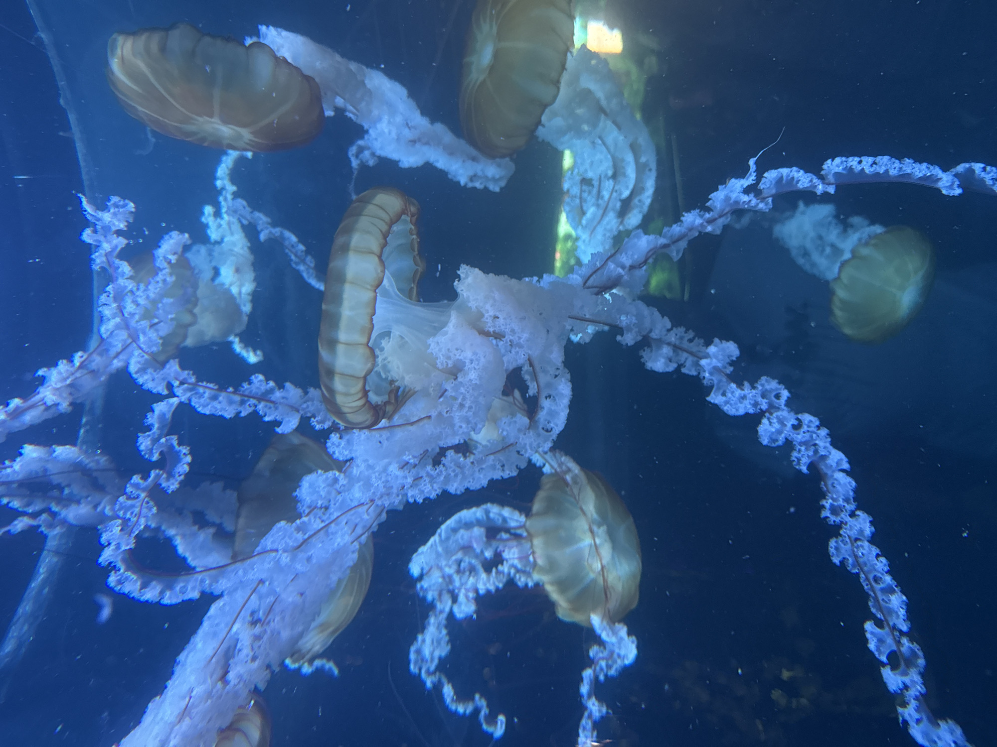 The image shows several jellyfish swimming in a large, dark blue aquarium. The jellyfish have translucent, bell-shaped bodies with long, trailing tentacles. Their bodies are a light golden or brown color, and their tentacles are a wispy white or light blue. The lighting in the aquarium is dim, with some areas appearing brighter than others, illuminating the jellyfish and their delicate structures. The background is a deep blue, suggesting the water in a large aquatic exhibit. The scene depicts a peaceful underwater environment, highlighting the ethereal beauty of these marine creatures. This photograph was taken at Loro Parque, an animal theme park in Puerto de la Cruz, Tenerife, Spain.