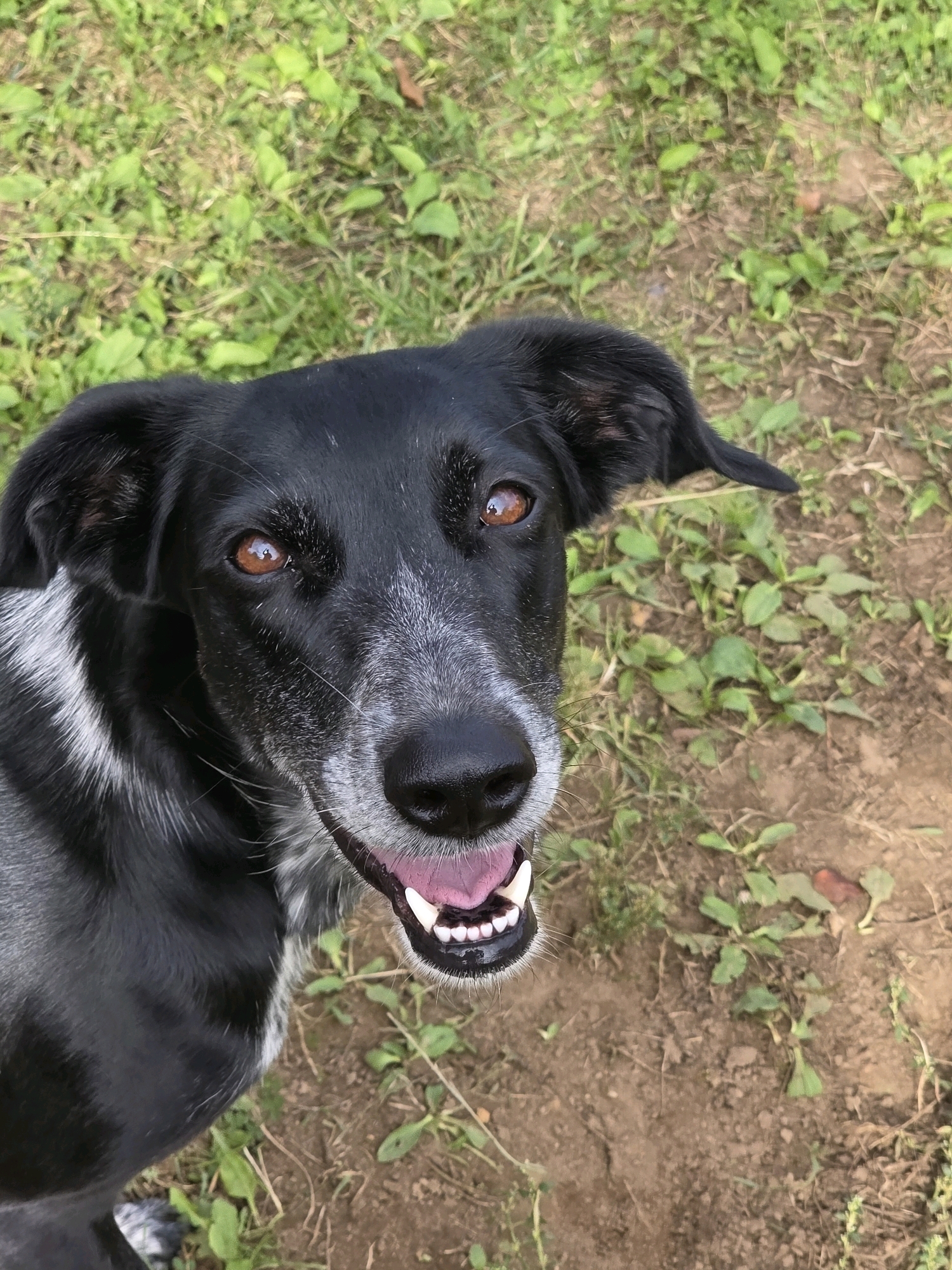 A black and white dog with amber eyes looks directly at the camera with its mouth open and tongue slightly visible. The dog's face is partially covered in white fur around its muzzle and eyebrows, giving it a distinguished appearance. The background consists of a mix of green grass and dry, brown soil, with some scattered small green plants. There is no indication of the city of Речицы, Russia, or any human presence in the image.