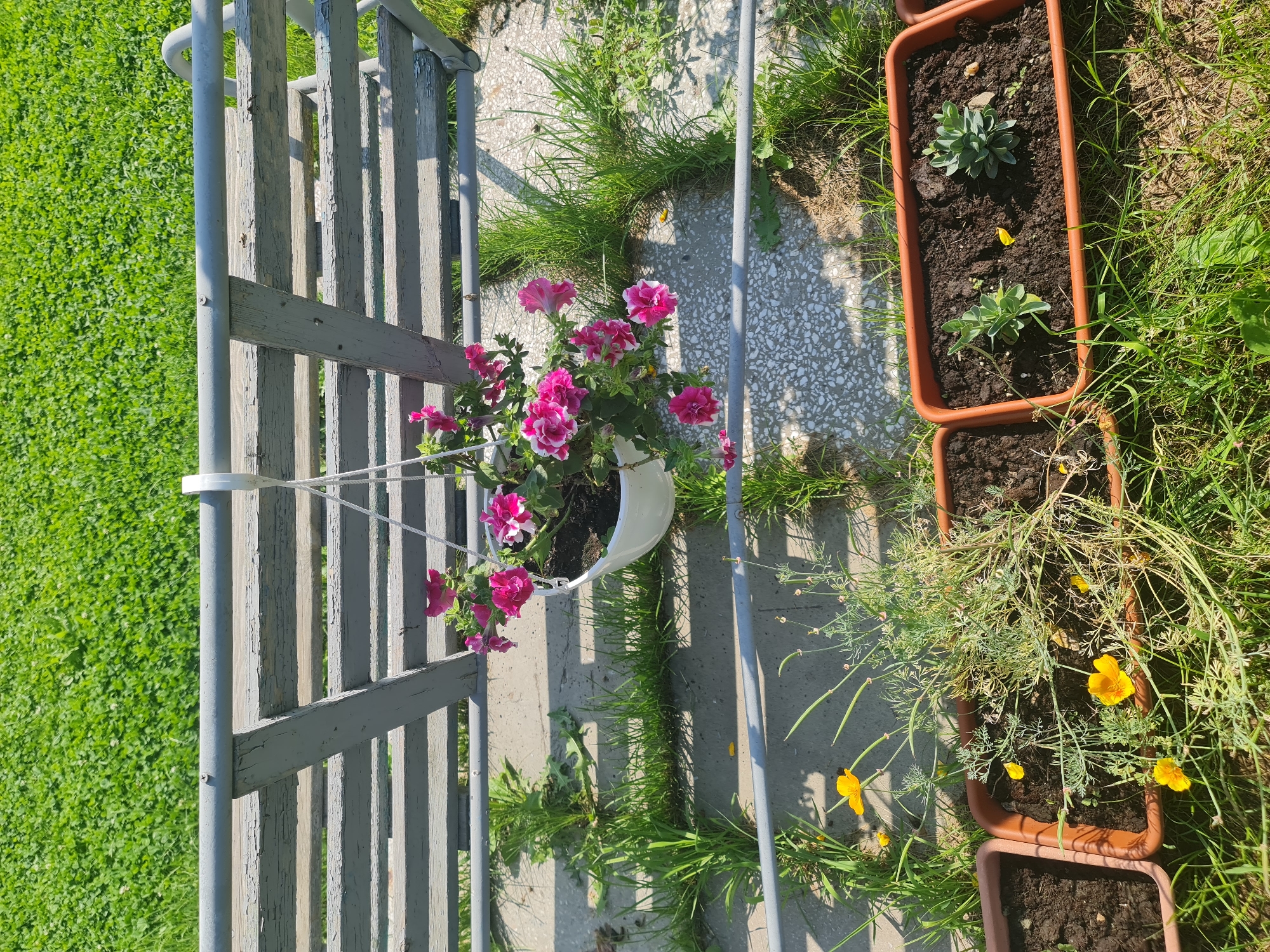 In Angarsk, Russia, a hanging pot overflowing with vibrant pink petunias is suspended from a weathered, grey wooden bench on a sunny day. The bench's slats show signs of age, with peeling paint, and is positioned over a concrete patio where weeds and grass are pushing through. In front of the bench, several terracotta planters hold a variety of plants, including delicate yellow California poppies and small succulents. The background is a lush green lawn, indicative of a residential or park area in Angarsk.
