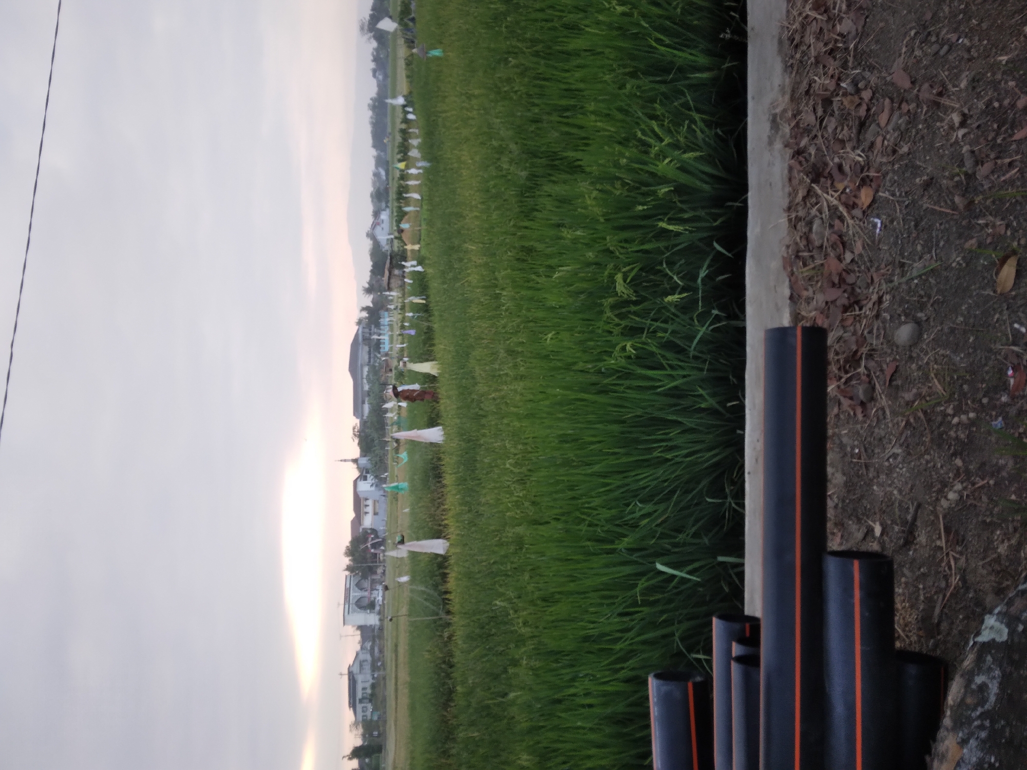 In Desa Pamijen, Kecamatan Sokaraja, Indonesia, a wide shot captures a verdant rice paddy stretching towards a hazy horizon. The sky above is overcast, with a soft glow of sunlight breaking through the clouds, illuminating a cluster of buildings in the distance. Among these structures, a mosque with a prominent minaret stands out. Scattered throughout the rice field are numerous figures that appear to be scarecrows, some adorned with white fabric. In the foreground, a stack of black pipes with orange stripes lies on the ground, partially obscuring the view of the field. The ground in the immediate foreground is covered with dry leaves and dirt.