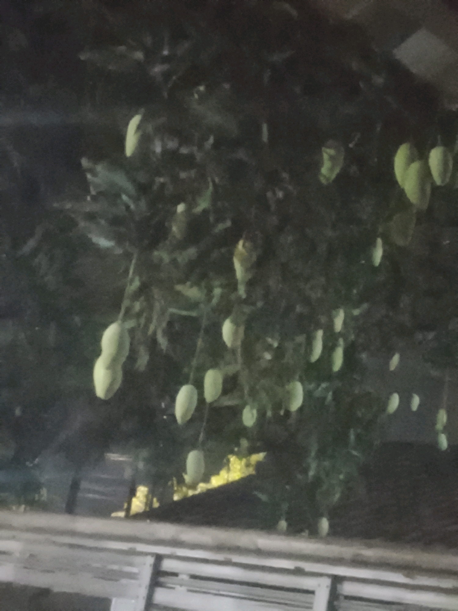 The image shows a mango tree with several unripe mangoes hanging from its branches. The tree is located in Ujungrusi, Indonesia. The lighting suggests it is nighttime or dusk. The background is dark, with some indications of a building or structure. The focus is on the mangoes, which are light green and oval-shaped. There are no people visible in the image.
