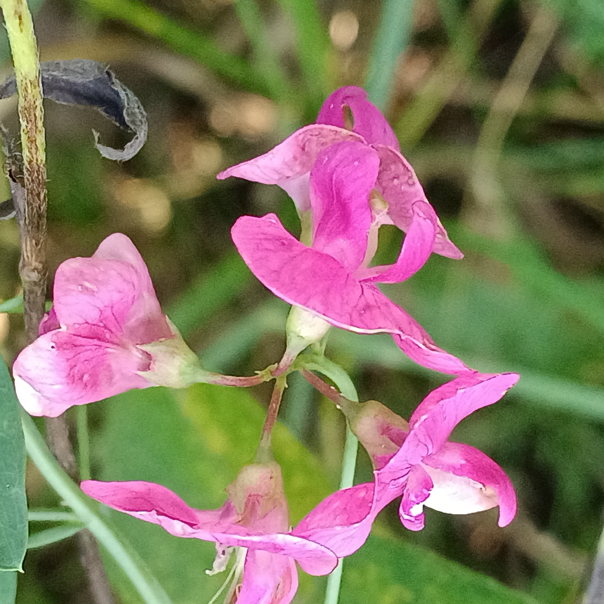 The image displays a close-up view of pink sweet pea flowers in bloom, set against a blurred background of green foliage. The flowers exhibit intricate petal structures, with some petals appearing delicate and ruffled. The lighting suggests an outdoor environment, likely during daylight hours. The scene is focused on the floral subjects, with no indication of human presence or any urban elements. The context of Tornovoe, Russia, does not appear to be directly represented within the visual information of the image itself.