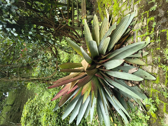 The image captures a vibrant close-up of a large, rosette-forming plant, likely *Tradescantia spathacea* (Oyster Plant or Boat Lily), dominating the center and foreground. Its broad, lance-shaped leaves emanate from a central point, displaying a striking color gradient. Many leaves are a muted blue-green, while those closer to the plant's core and base exhibit rich reddish-purple hues, creating a beautiful contrast. Some older leaves appear somewhat faded or damaged.
The plant is situated in what appears to be an outdoor garden or natural setting. To the right of the plant, the ground is covered with moss-laden bricks or paved stones, with scattered small green weeds and dried leaves. In the upper left background, dense green foliage from trees or large bushes creates a lush backdrop. A glimpse of a rustic wooden or bamboo fence or support structure is visible among the greenery in the top center. The overall impression is one of a verdant, somewhat unkempt garden area.
No people are visible in the scene, and no specific activity is taking place. The lighting suggests it is daytime, possibly under an overcast sky or in dappled shade, as there are no harsh shadows. There is no visible text in the image. The lush vegetation and type of plant are consistent with a tropical or subtropical environment, such as Sindangjaya, Indonesia.