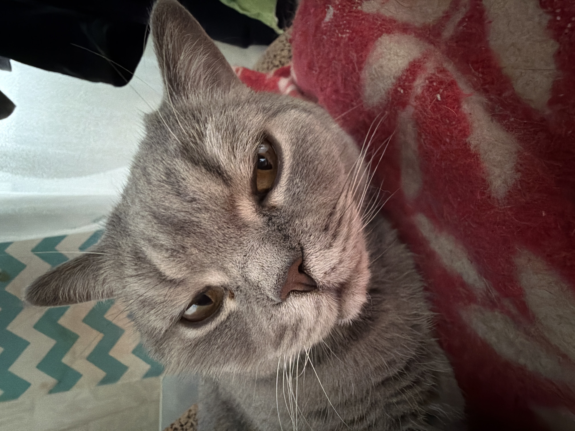A domestic cat, likely a British Shorthair due to its dense, short grey fur and round facial features, is the central subject of this close-up, eye-level photograph. The cat's head is tilted slightly to its left, and it looks directly at the camera with large, amber-colored eyes. Its whiskers are prominent and white, fanning out from its muzzle. The cat's nose is a soft pinkish-brown.
The setting appears to be indoors, likely a home in Perm, Russia. On the right side of the image, behind the cat's head, is a red and white patterned textile, possibly a blanket or cushion, which shows signs of wear or fibers. To the left of the cat, a flat surface with a blue/teal and white chevron pattern is visible, suggesting a rug, mat, or wall decor. A dark, possibly black, fabric element is partially visible in the upper left background. The lighting is soft and even, typical of indoor conditions, making the time of day indeterminate. The cat's expression appears calm and contemplative, possibly observing its surroundings or the person taking the photo. No visible text is present in the image.