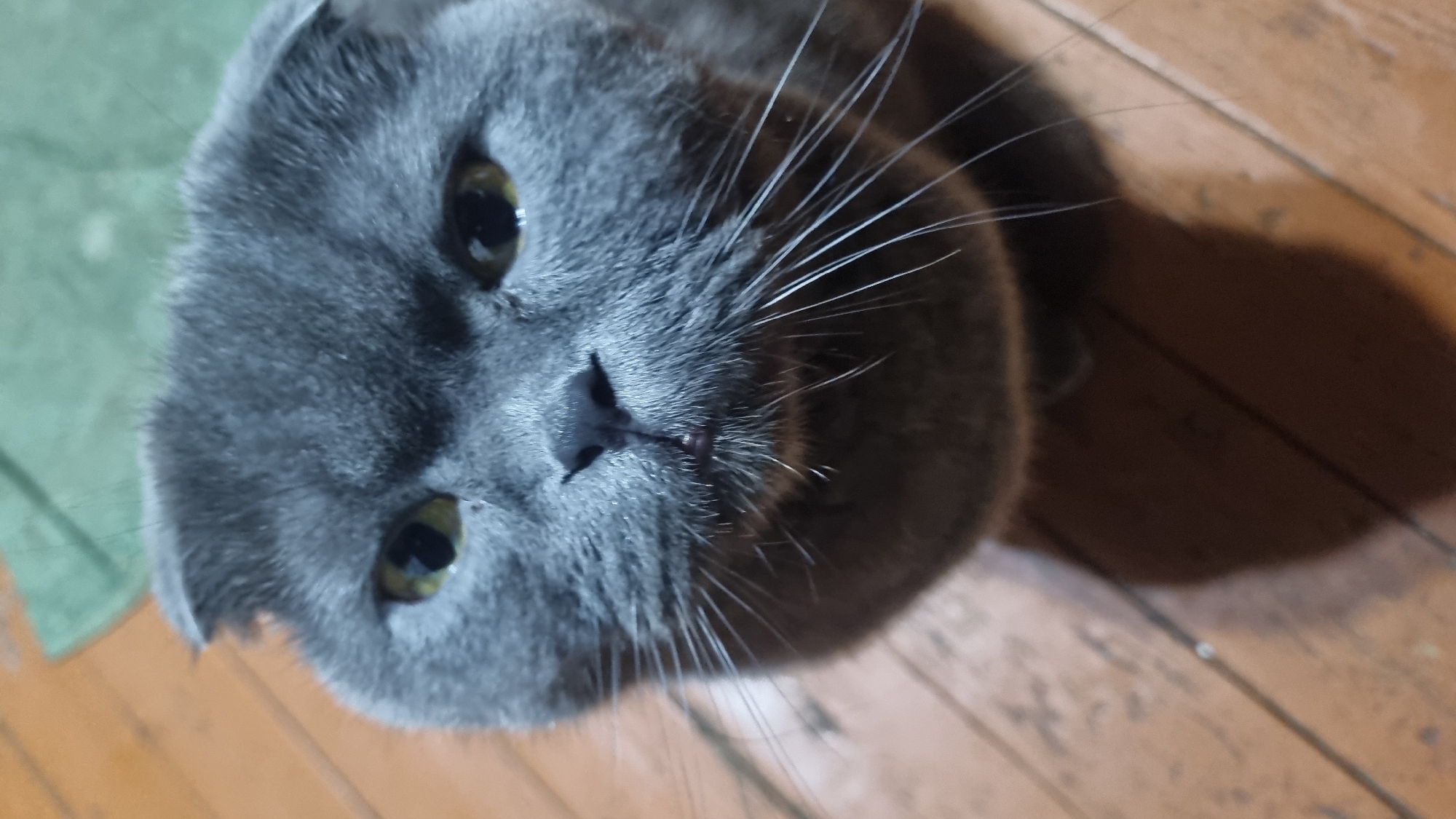 In Vysokoe, Russia, a close-up, head-on shot captures a Scottish Fold cat with grey fur and folded ears. The cat's yellow eyes are open and directed at the camera. Its nose is dark, and its mouth is slightly open, revealing a hint of its tongue. Long, white whiskers extend outwards from its muzzle. The background features a wooden floor with distinct planks and a blurred green object. The lighting casts a shadow of the cat onto the floor.